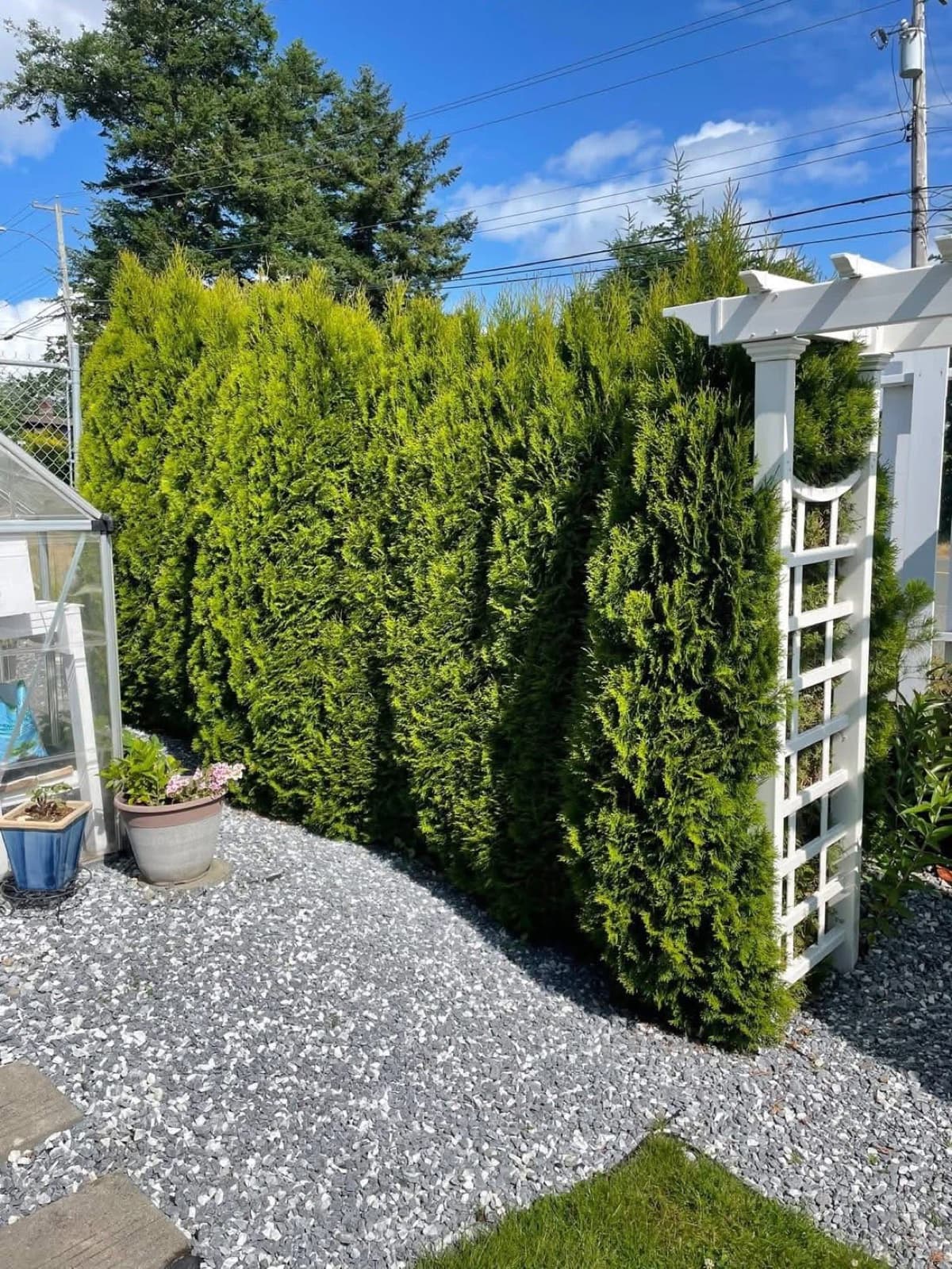 Before: Cedar Hedge Sculpting