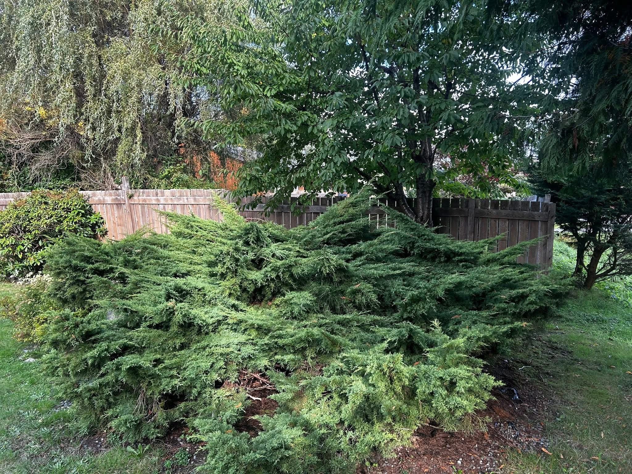 Before: Juniper Form Sculpting
