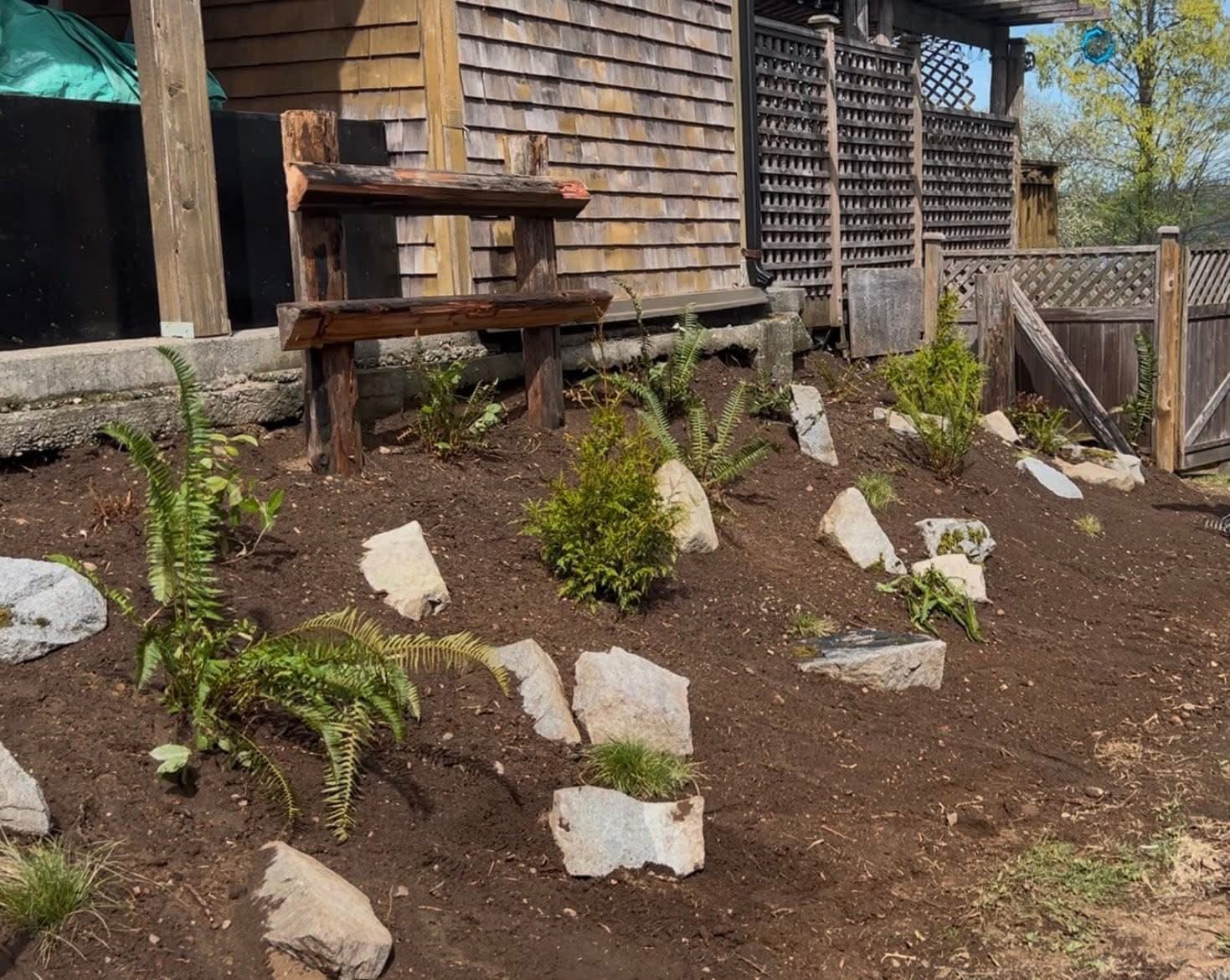 Established garden bed with mature sword ferns behind a wooden bench