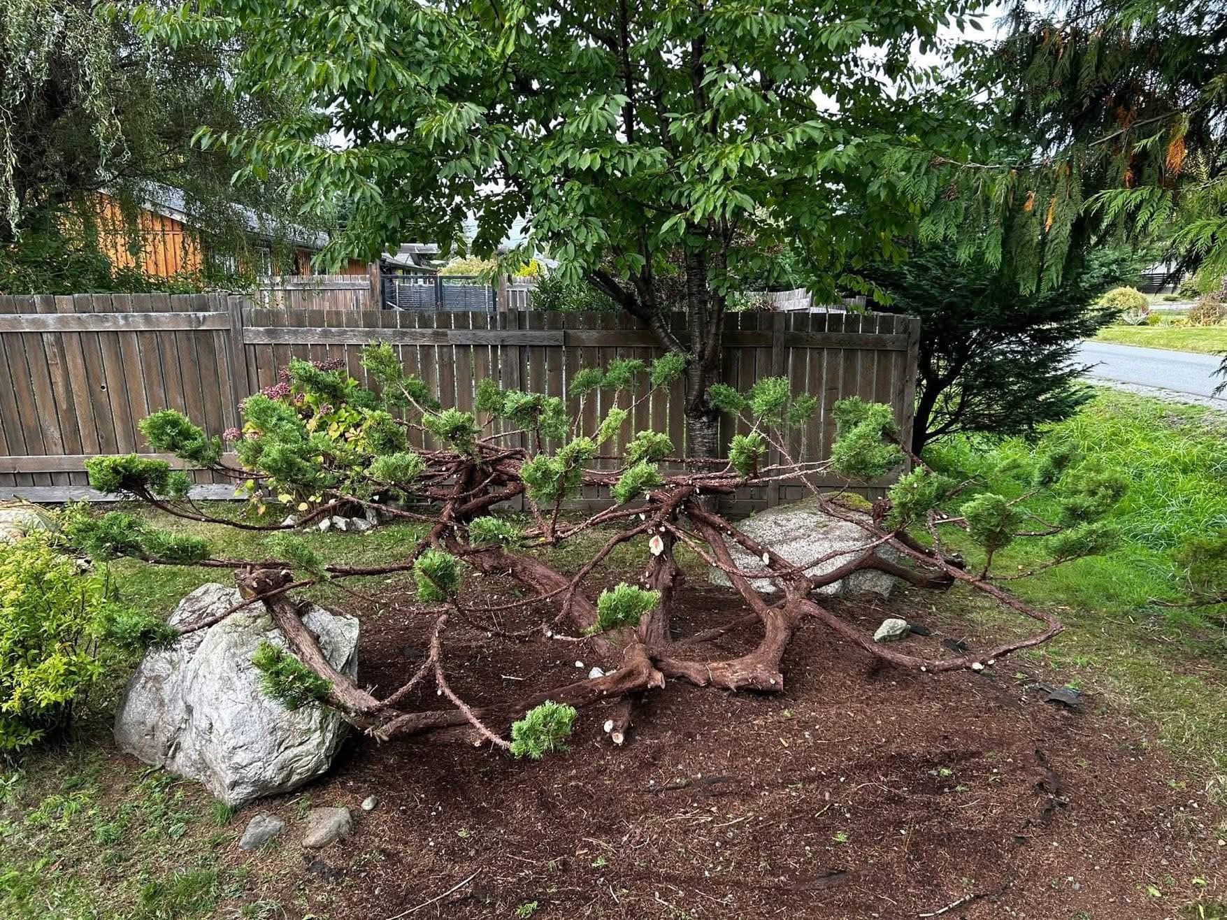 Sculpted juniper revealed and pruned into Japanese living-art form