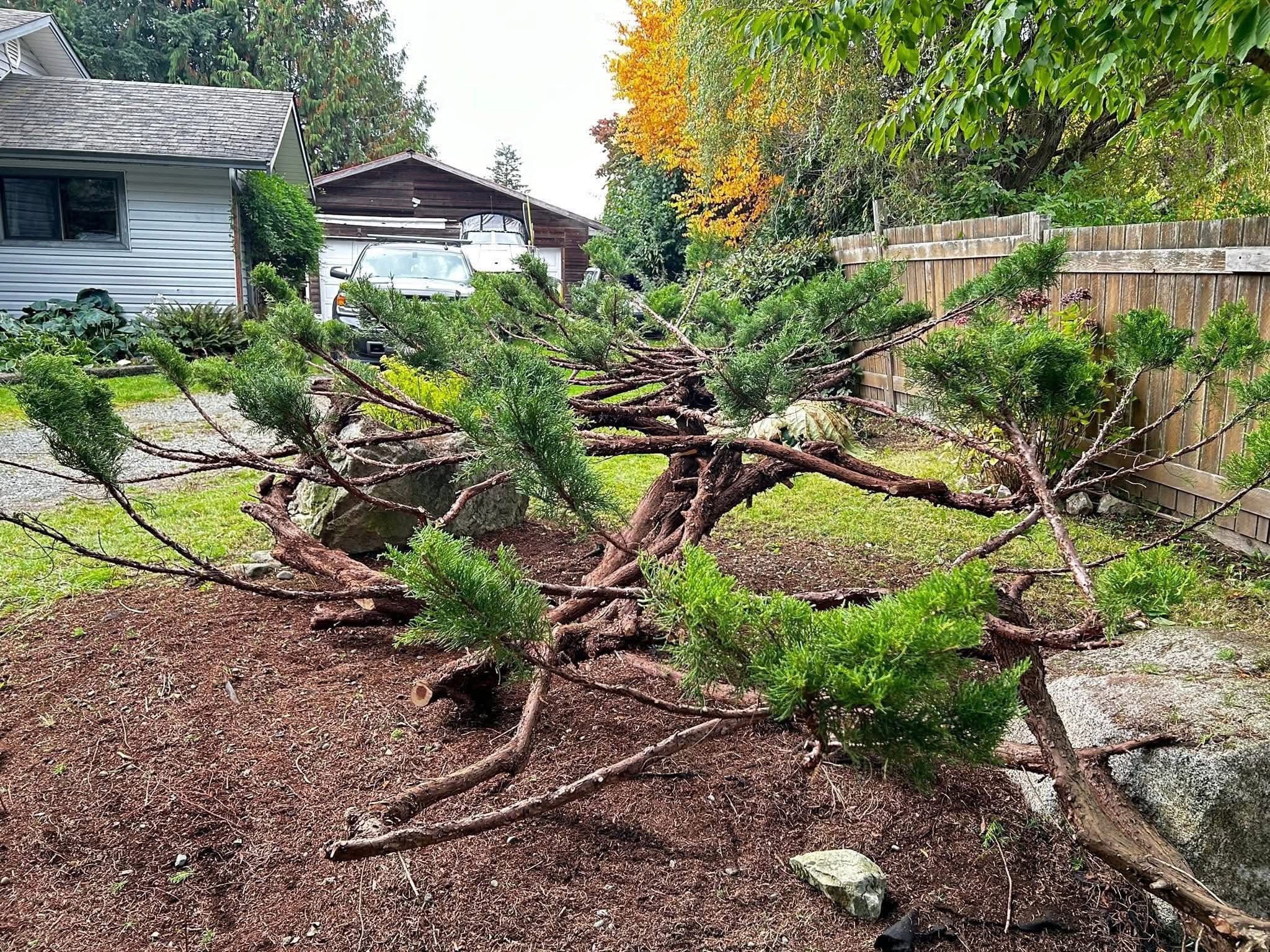 Juniper mid-sculpting, branches exposed and shaped