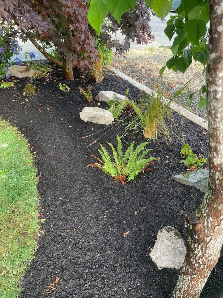 Foundation planting with black mulch, ferns, and stone accents along a path