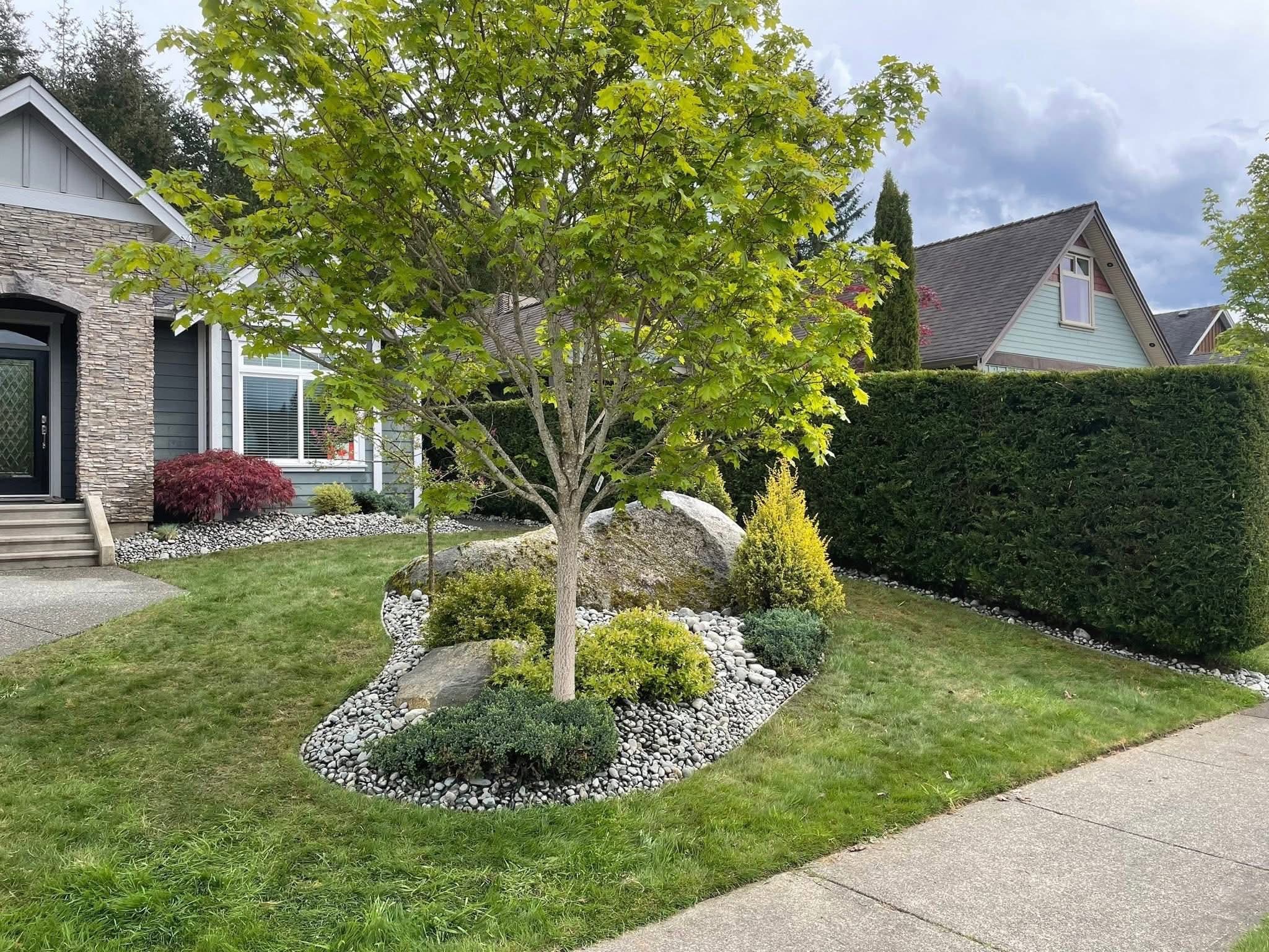 Polished front yard with shaped Japanese maple, sculpted hedges, and river-stone border
