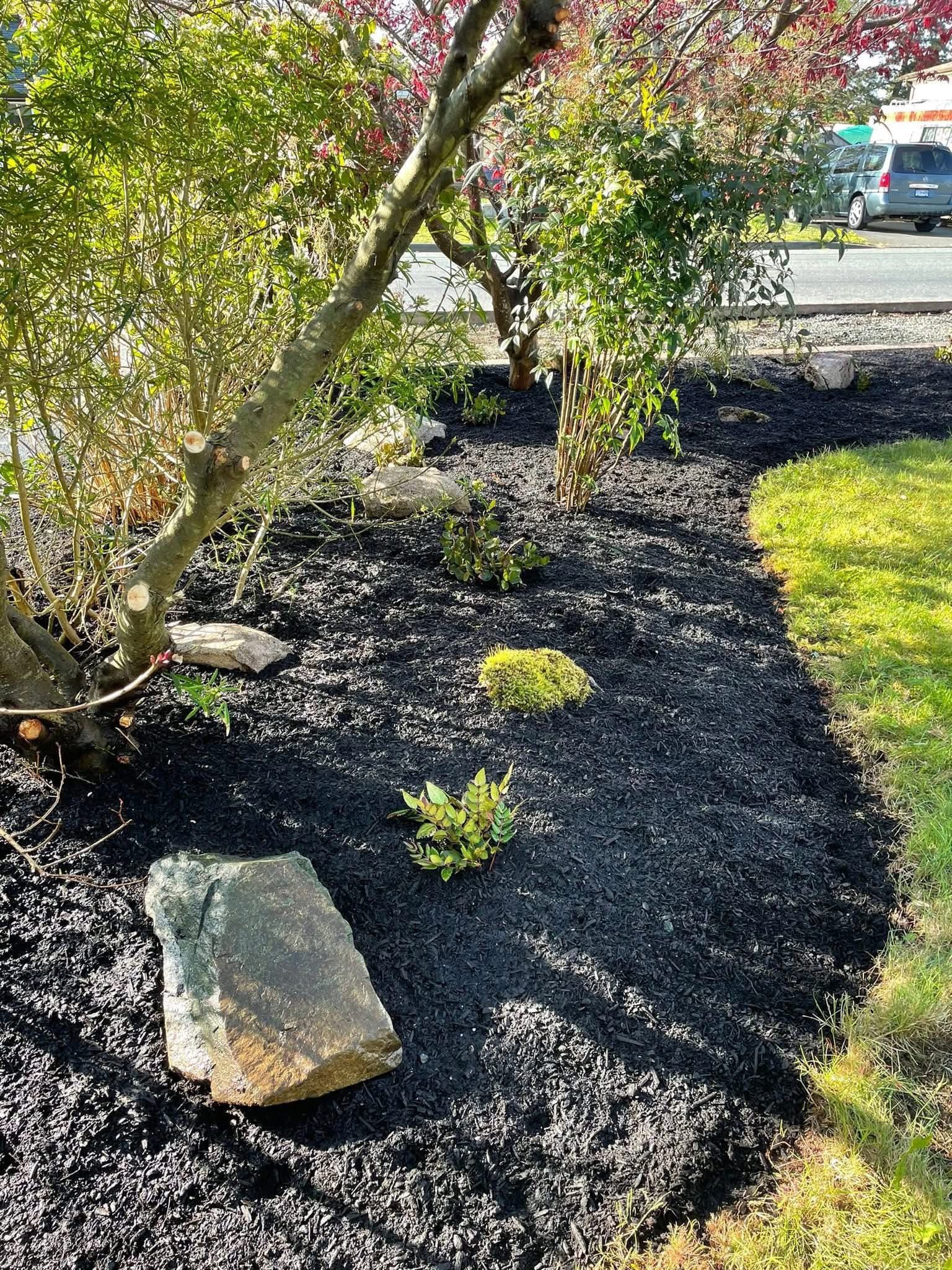 Curved black-mulch bed with Japanese maple and layered shrubs