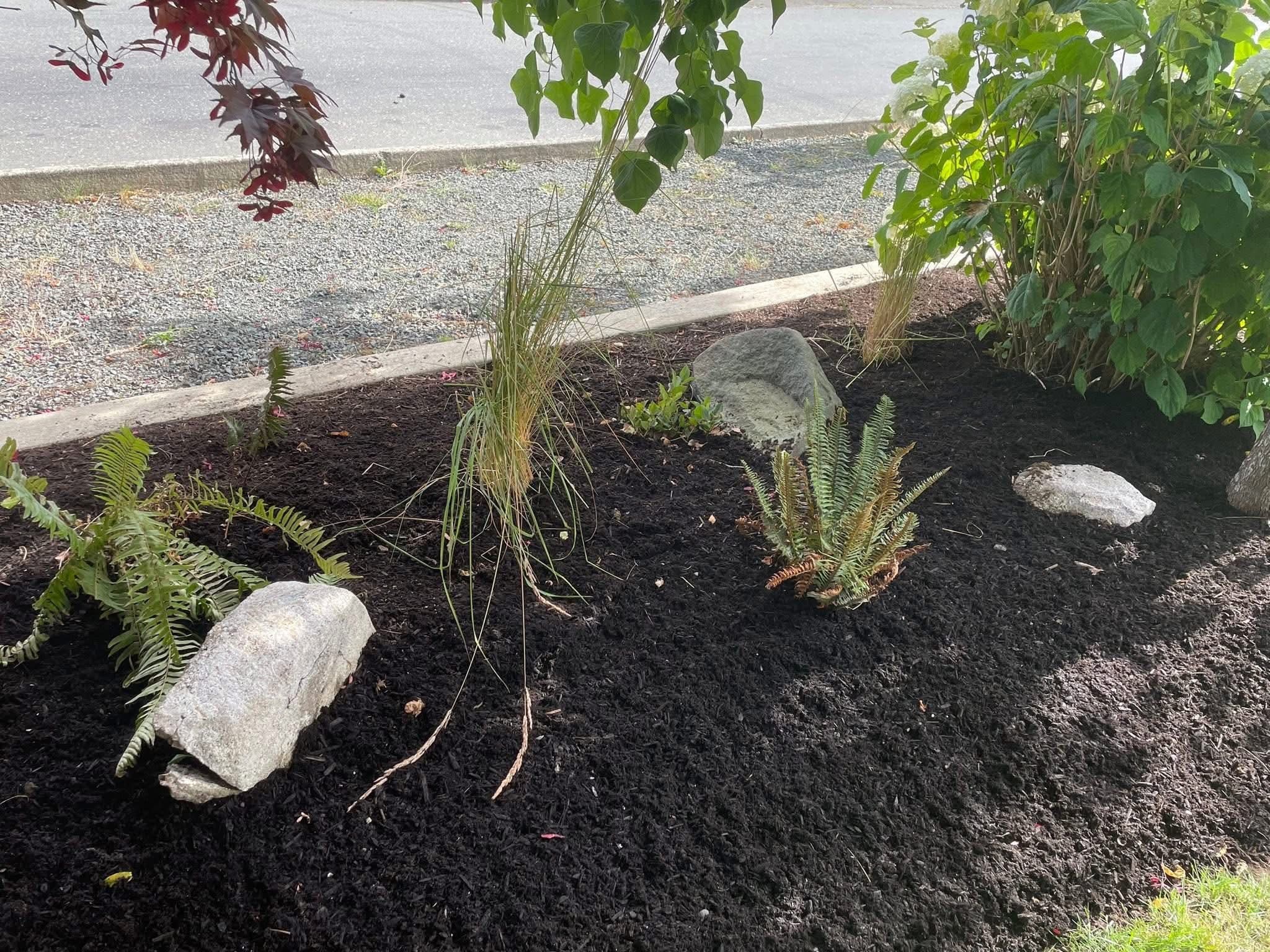 Newly installed roadside bed with grasses, ferns, and stone accents