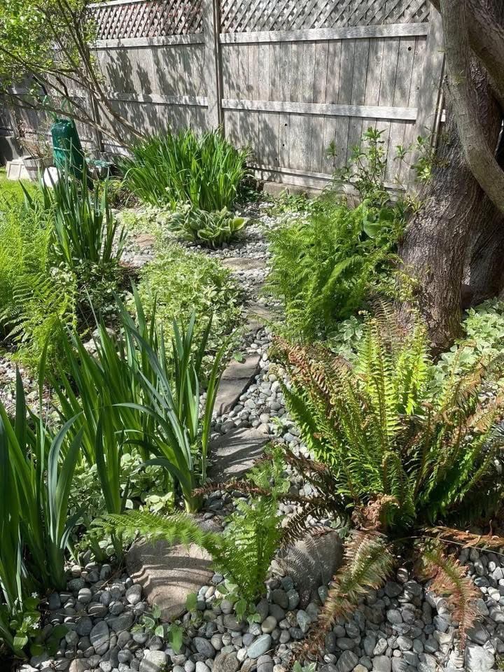 Side-yard dry creek bed with iris, ferns, and stepping stones