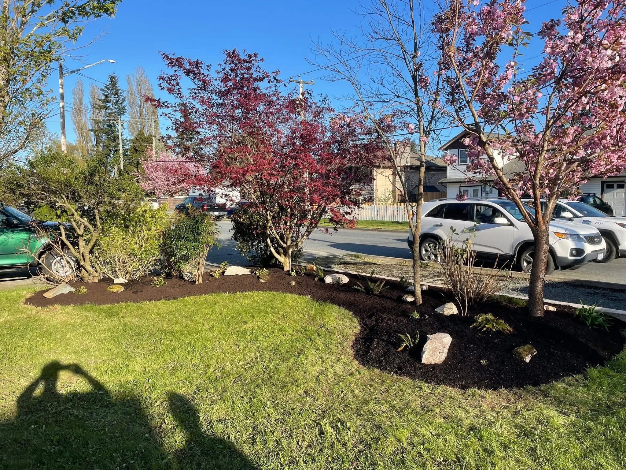 Commercial property planting with cherry blossoms and curved black-mulch beds