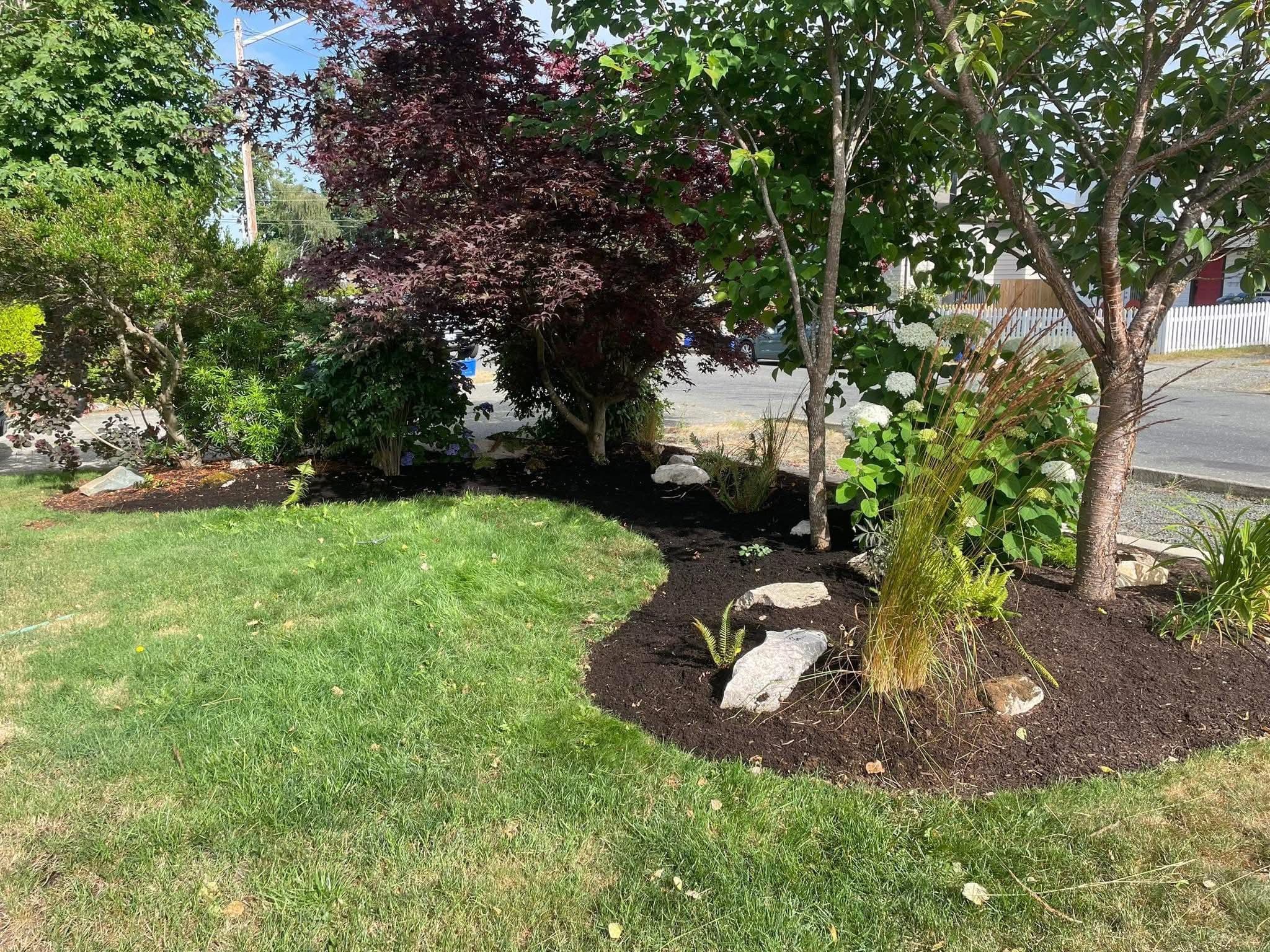 Front yard curved bed with red maple, hostas, and river-stone accents