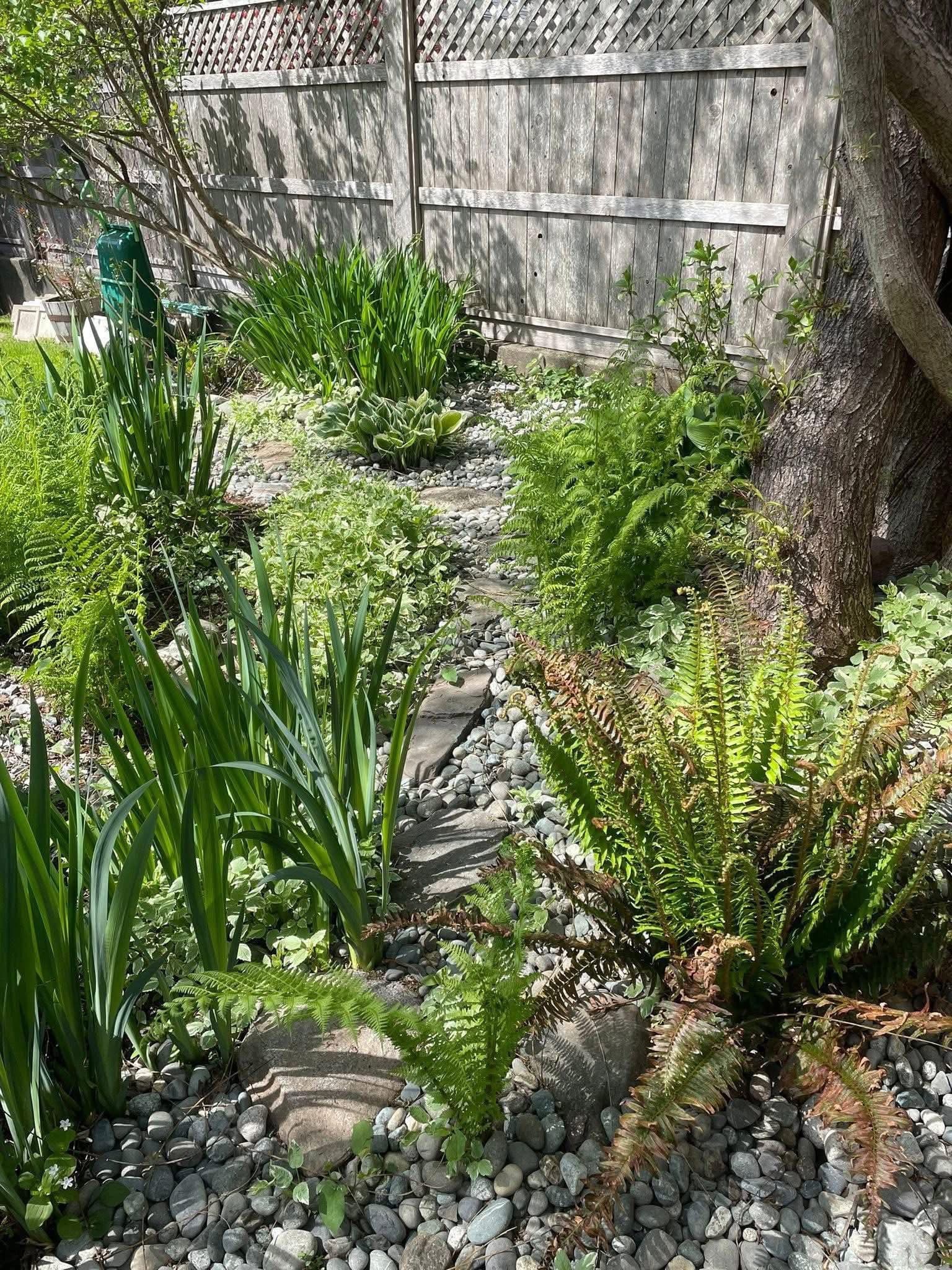 Established side-yard with iris, ferns, and stepping-stone path