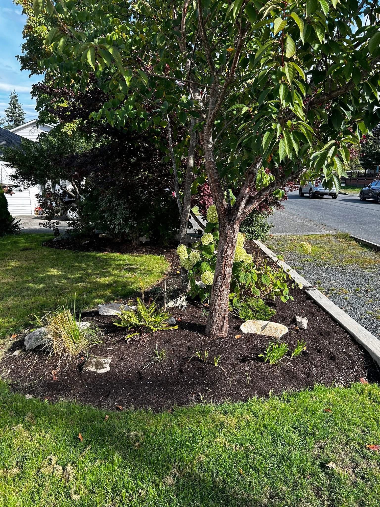 Curved front-yard bed with red maple, fresh black mulch, and starter plantings