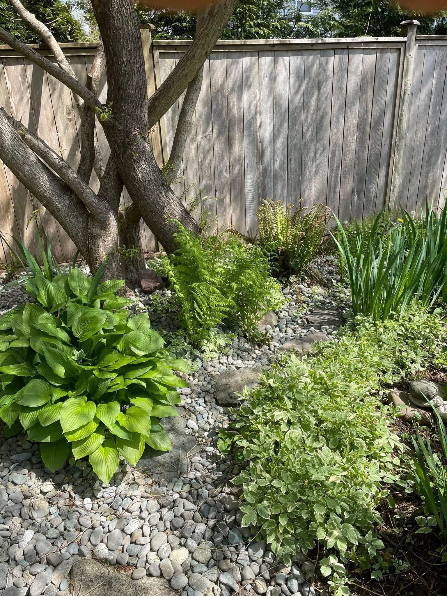 Backyard garden with mature hostas, sword ferns, and natural river-stone pathway