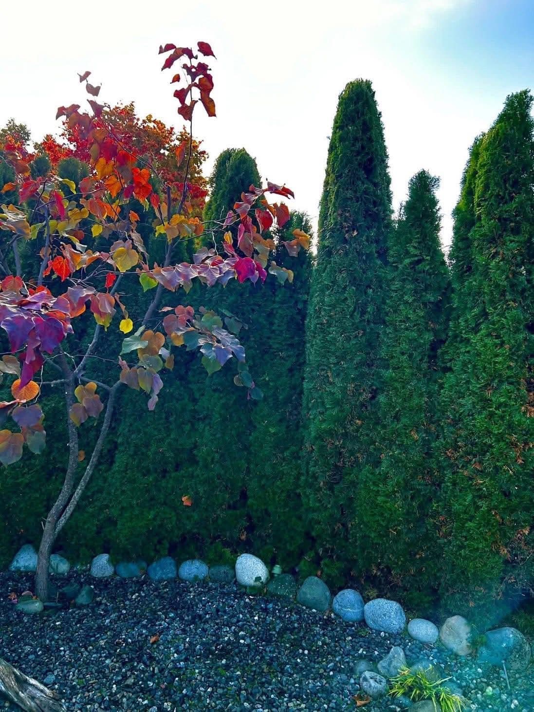 Cedars with redbud foliage and stone edging