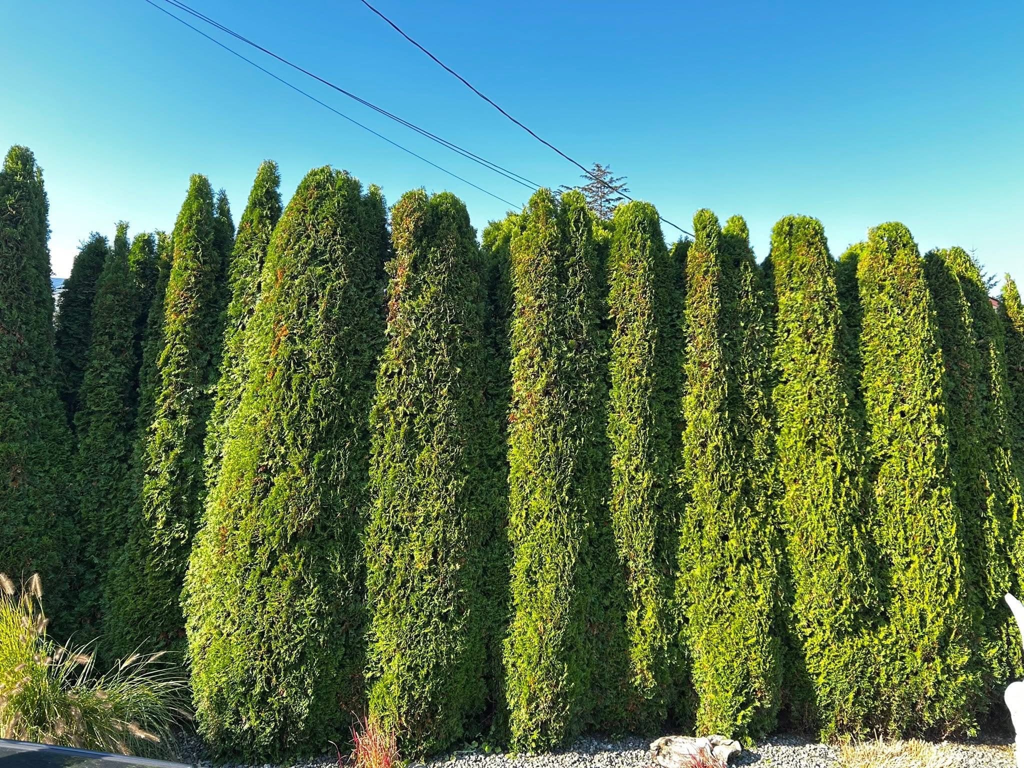 Mature cedar hedge with scalloped sculpted tops along a quiet street