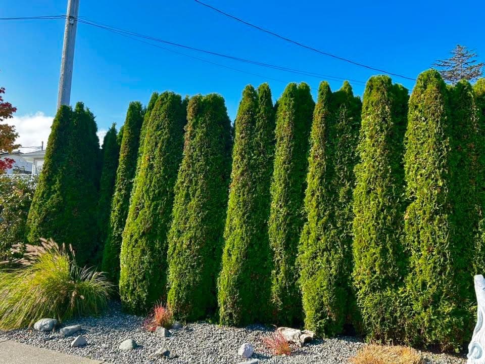 Sculpted cedar hedge wall with cone-form crowns and gravel base