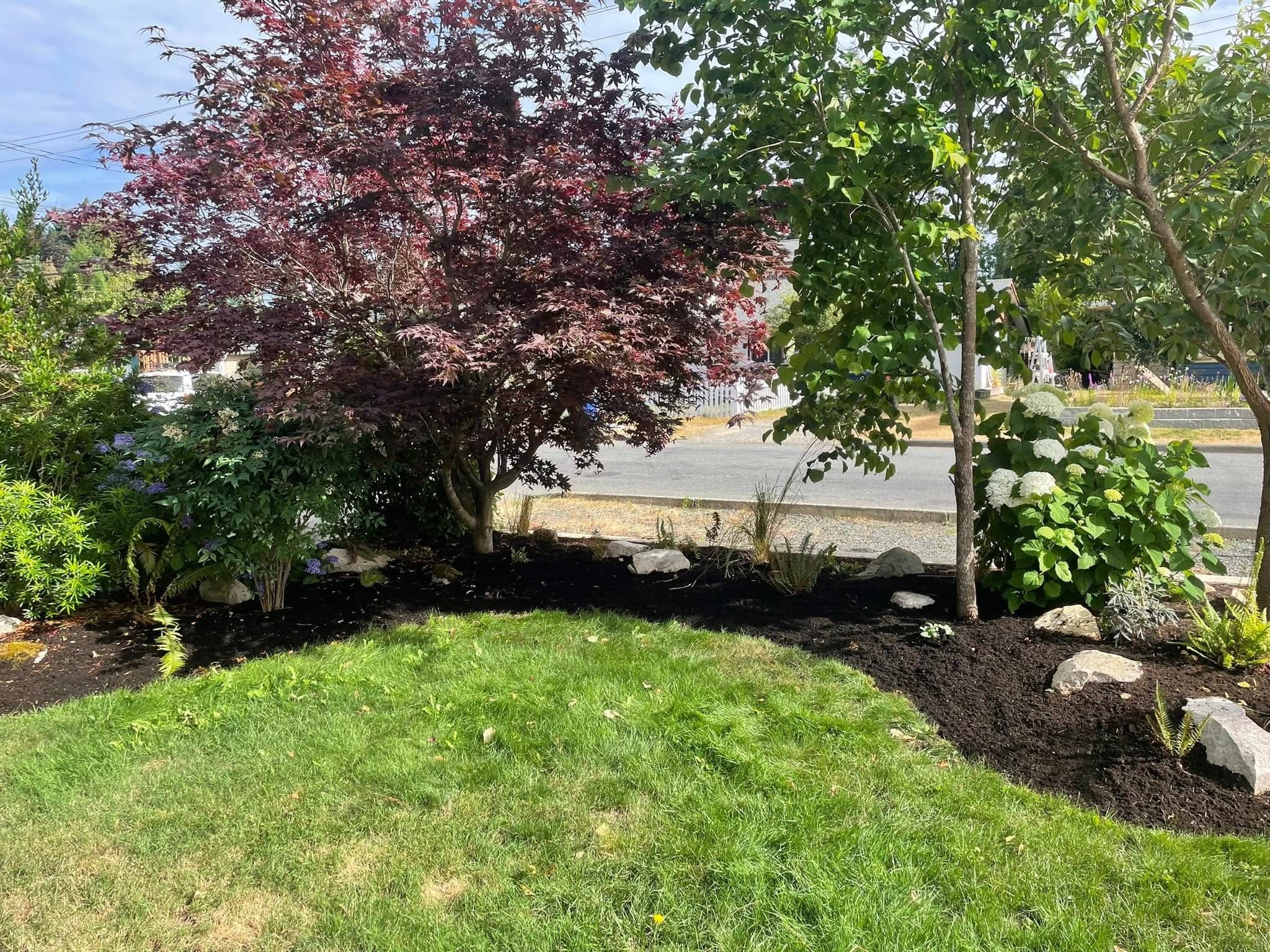 Front yard with red Japanese maple, dogwood, and fresh black-mulch beds