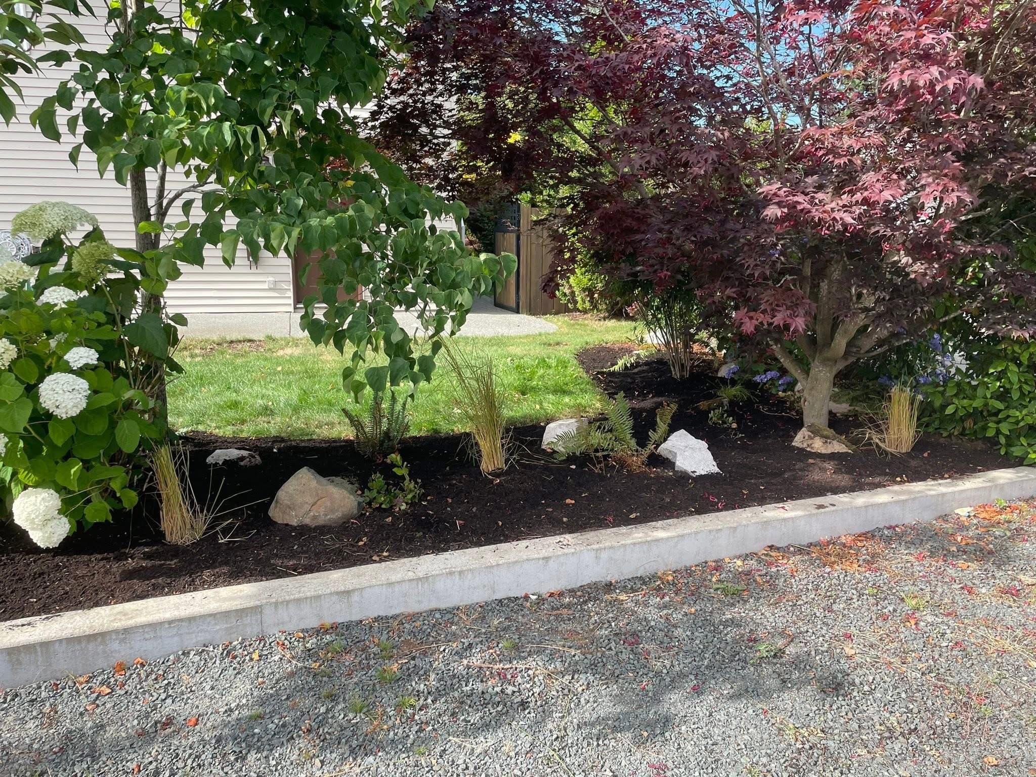 Curved black-mulch bed with hydrangeas, grasses, and Japanese maple