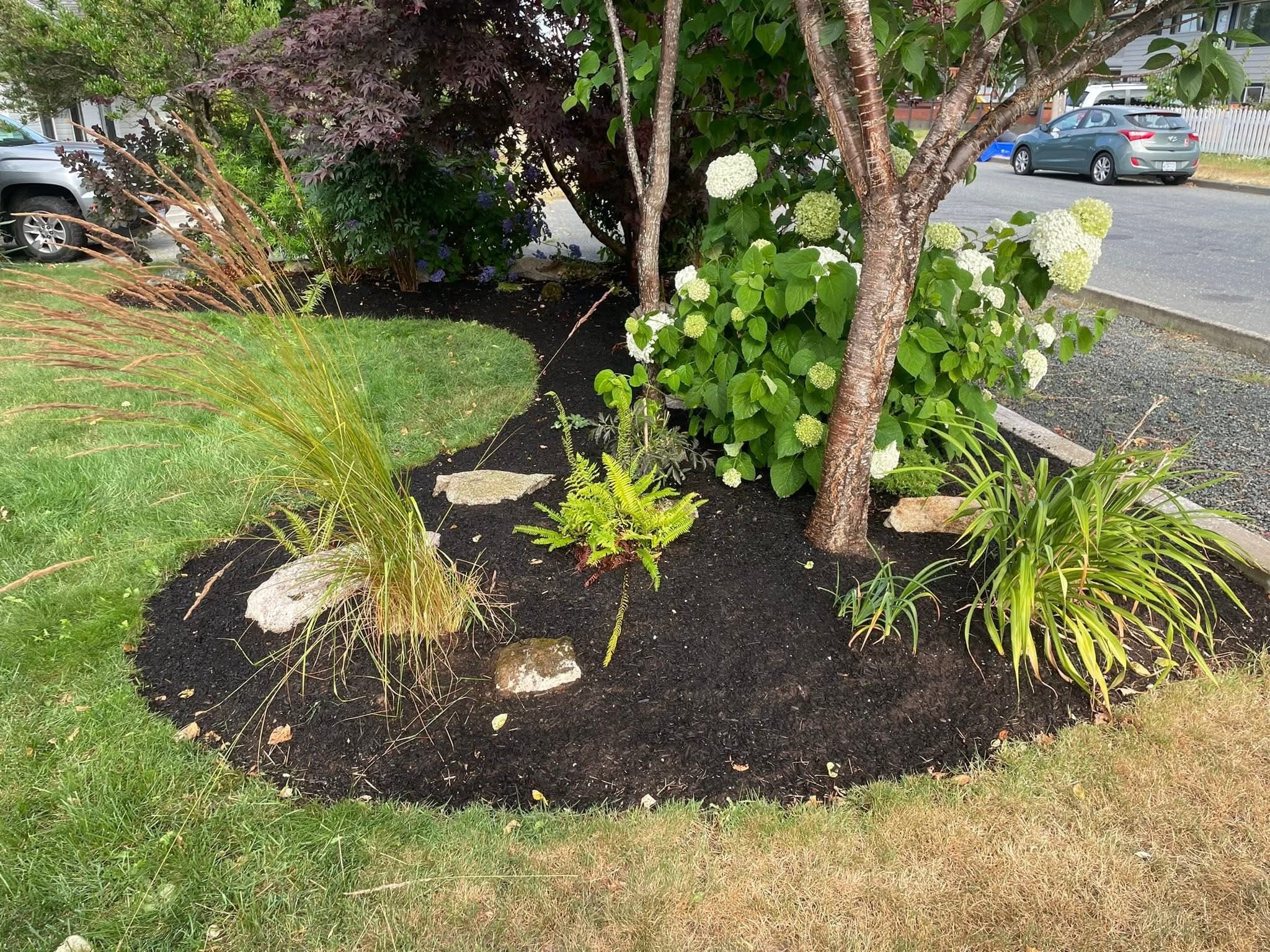 Curved black-mulch garden bed with mature hydrangeas, ornamental grasses, and Japanese maple