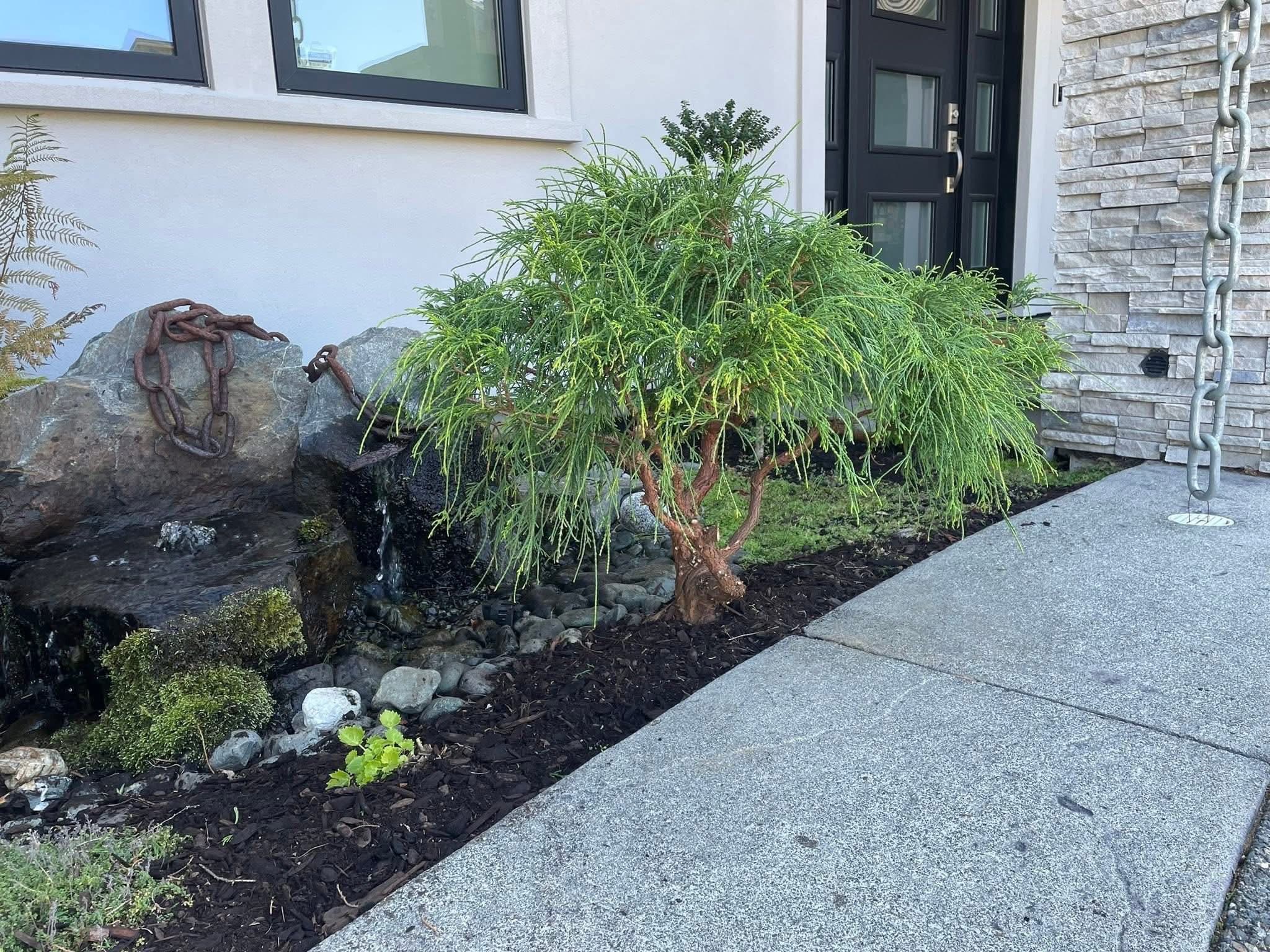 Modern home entrance with weeping pine, river-rock water feature, and chain detail