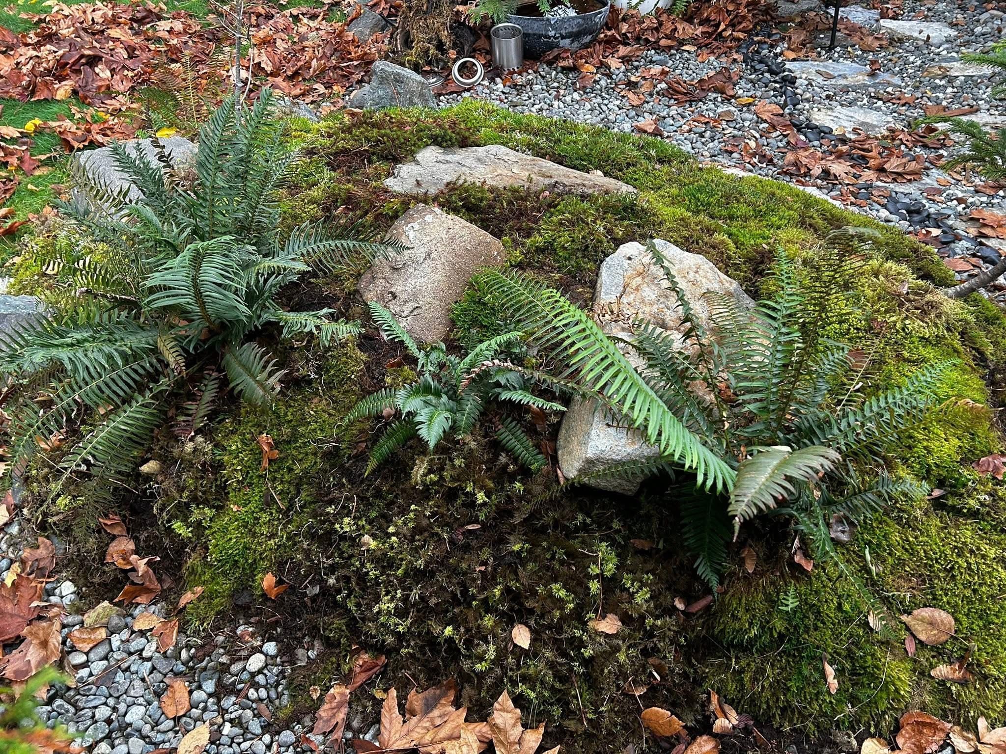 Mossy granite boulders with established sword ferns in a Pacific Northwest woodland setting