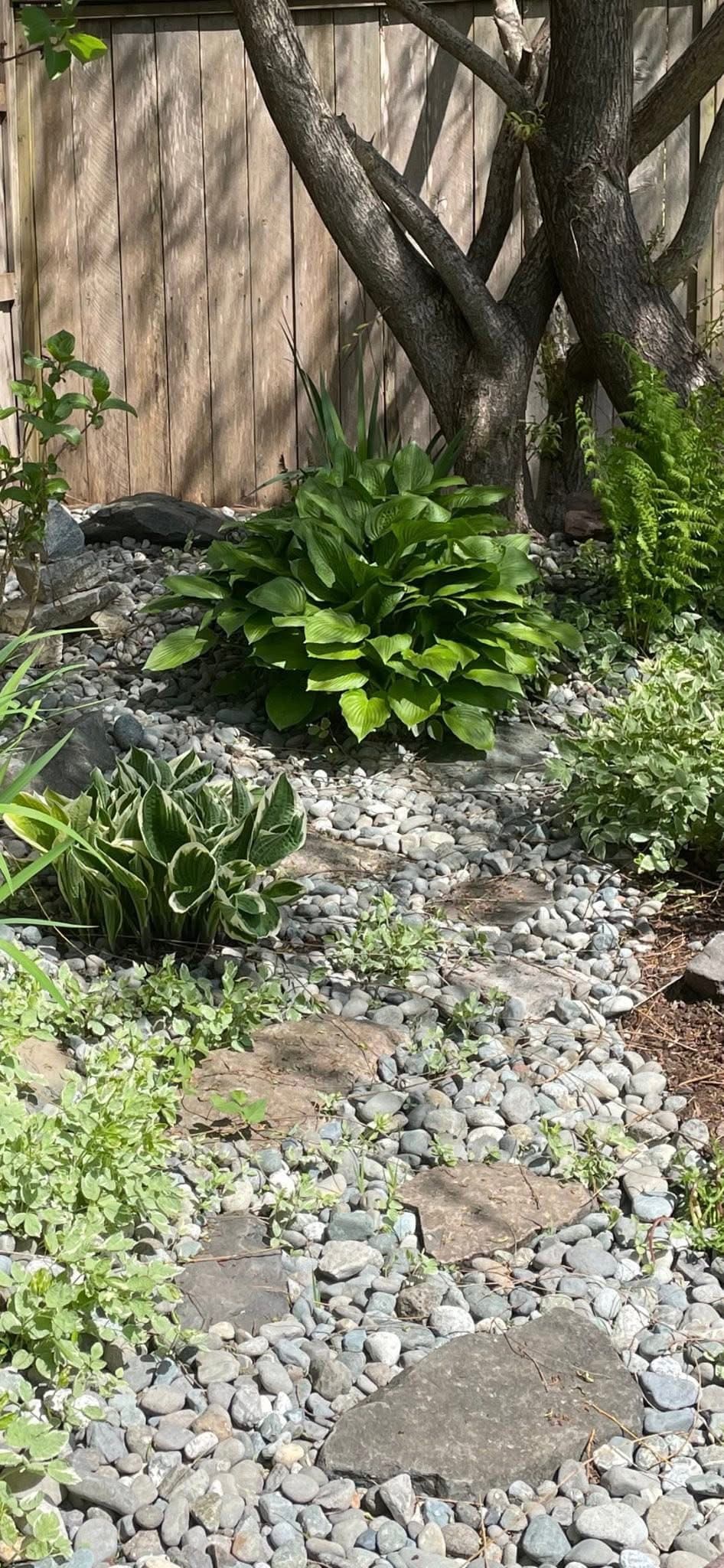 Hosta and sword fern plantings with stepping stones across a river-rock dry creek