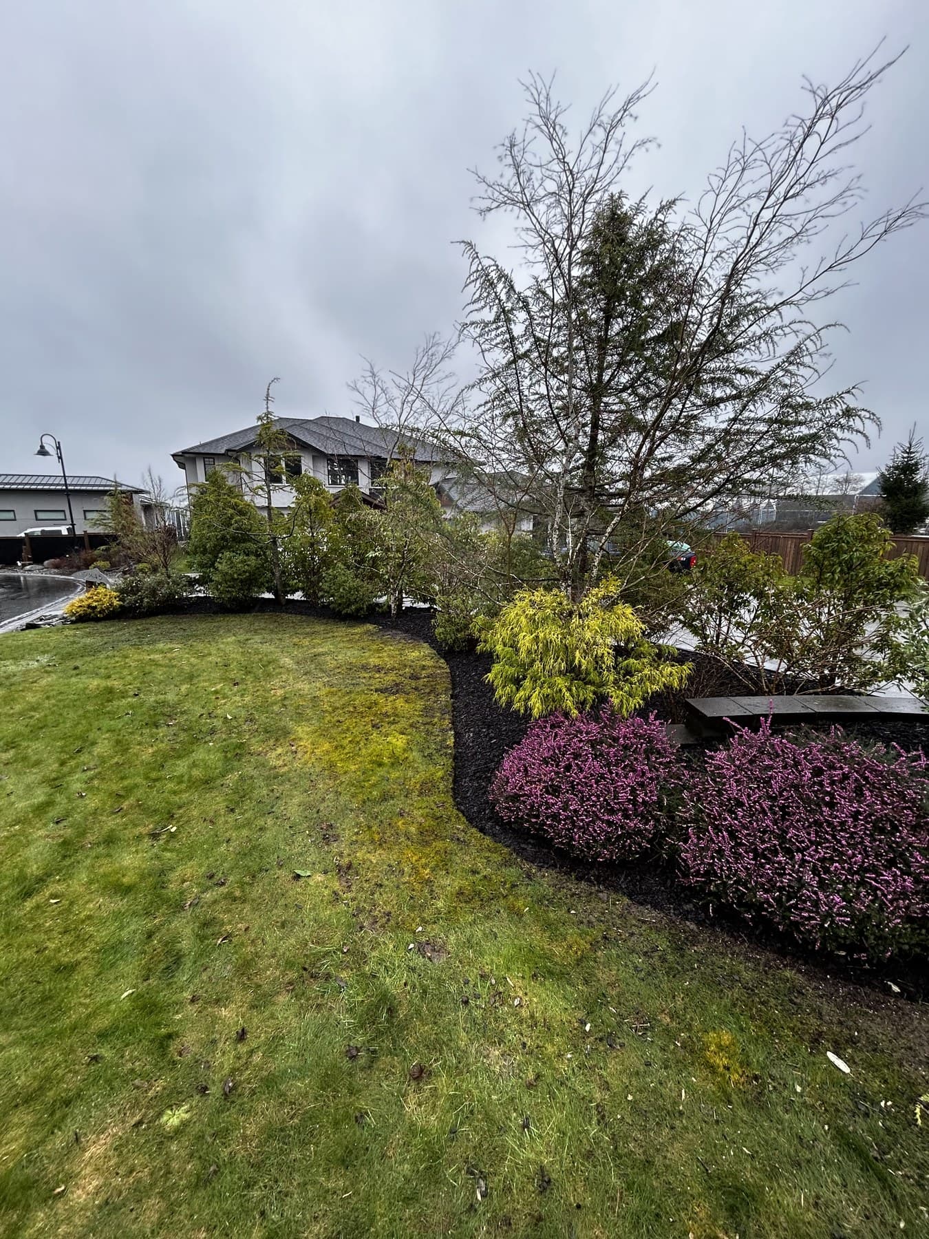 Front yard with mature evergreens and purple heather plantings on a residential street