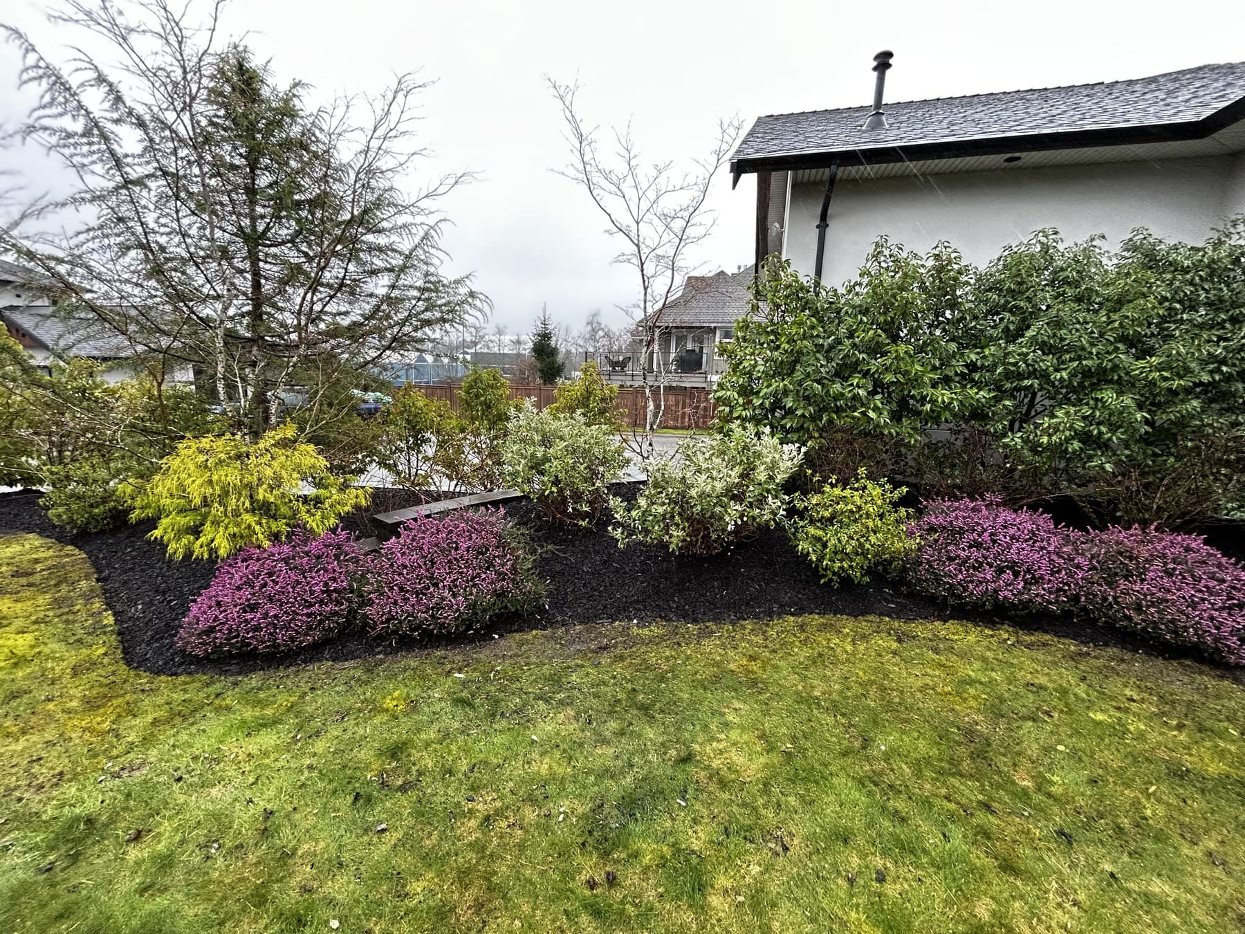 Side yard with mixed shrubs, magenta heather, and fresh black-mulch beds