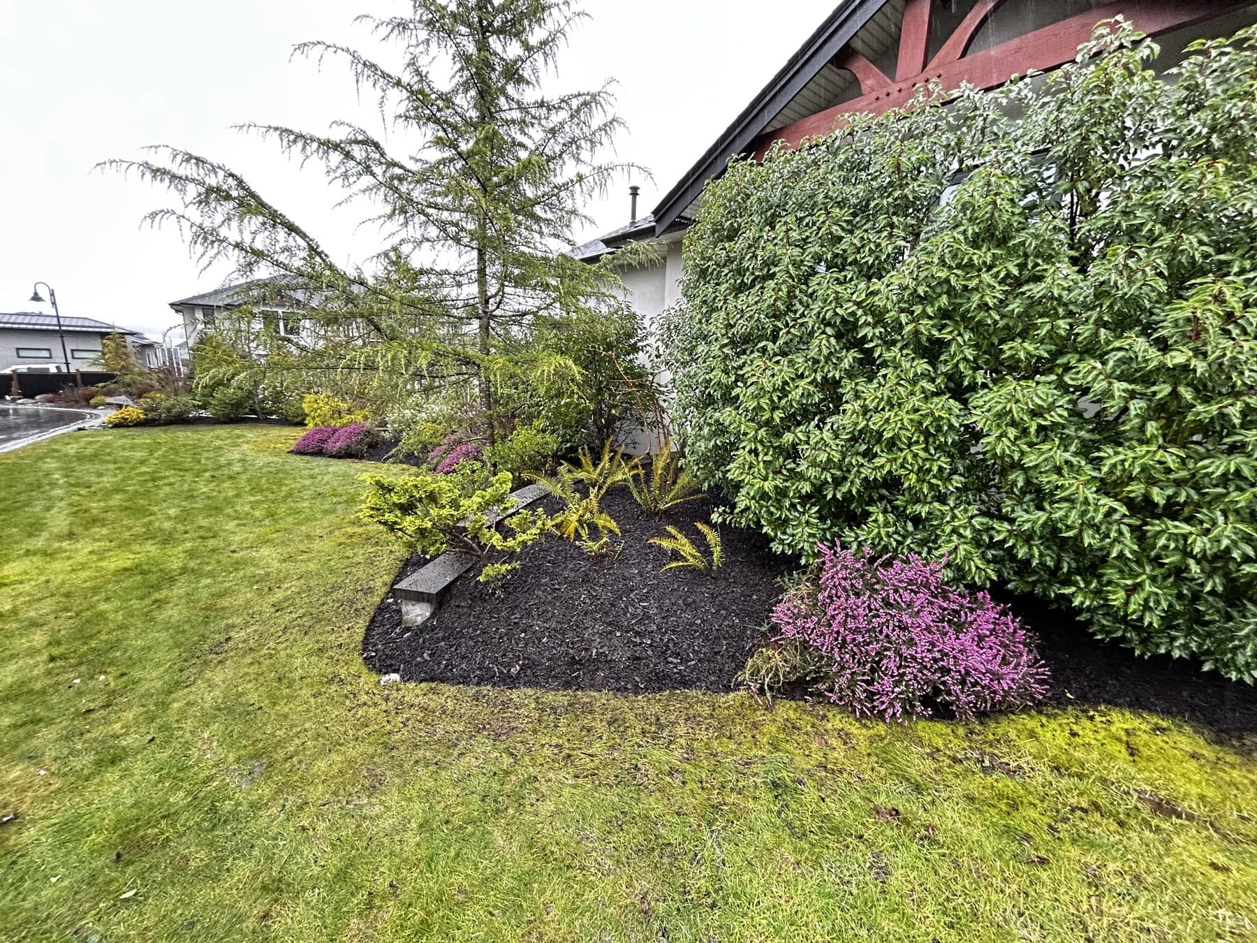 Garden bed with conifers, layered shrubs, and a fresh black-mulch curve along the lawn