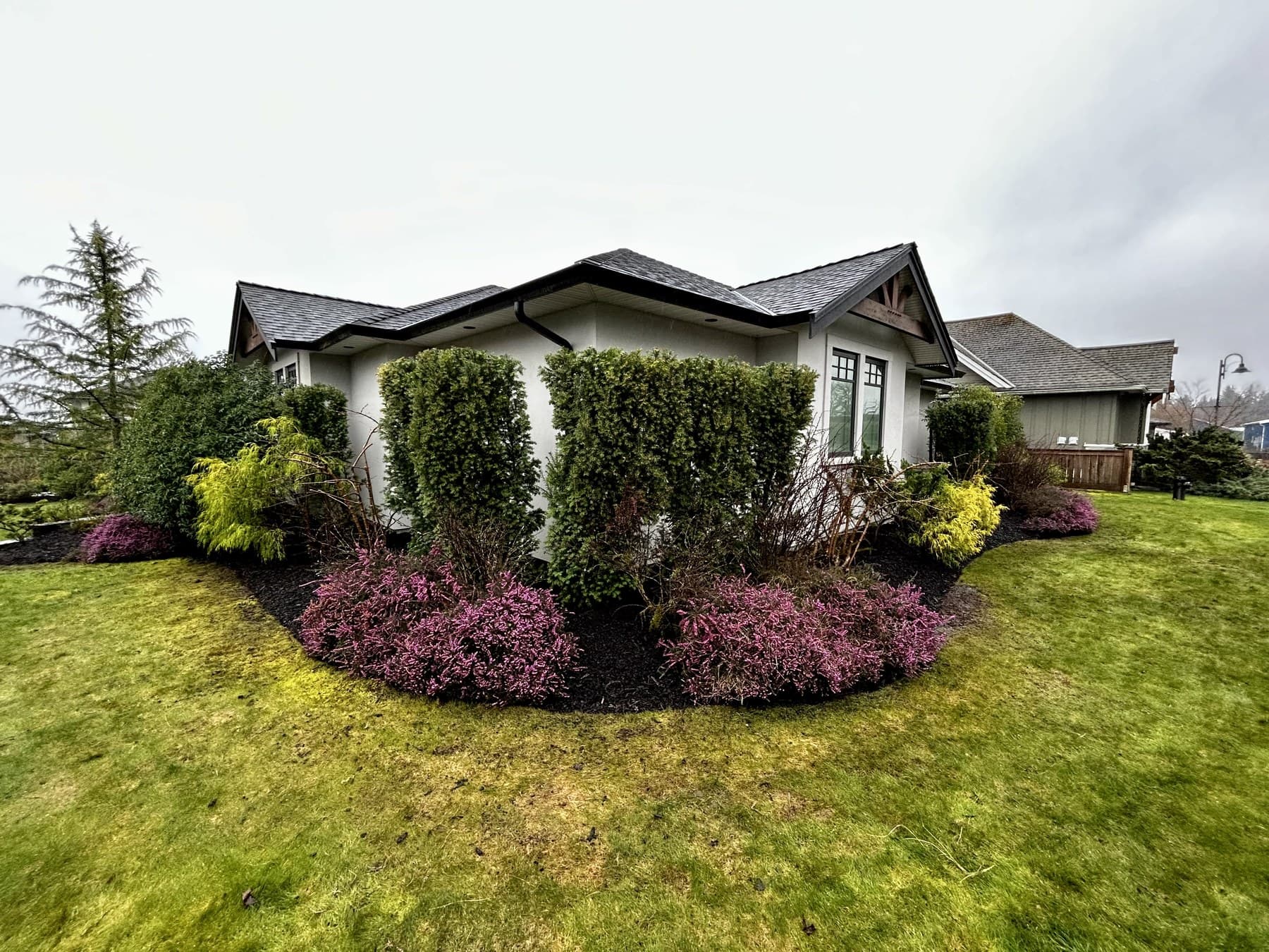 Front of a single-story home with magenta heather and layered shrub plantings