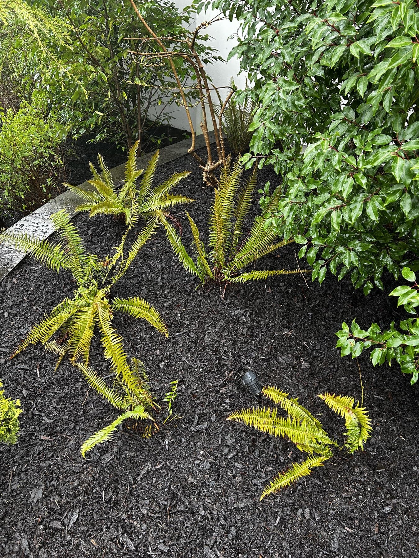 Sword fern grouping in fresh black mulch under sheltered shrubs