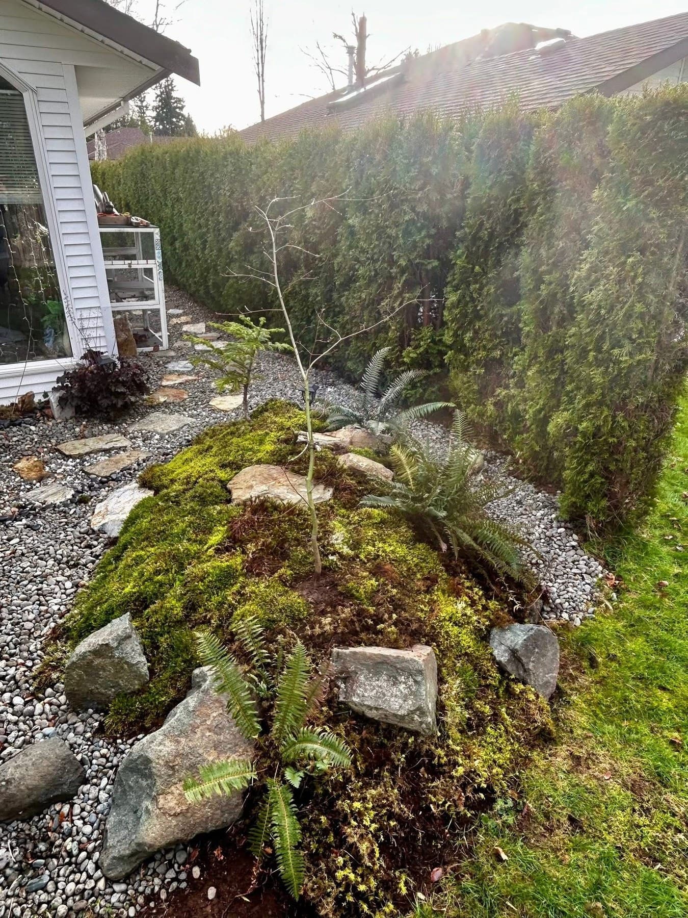 Backlit moss mound with ferns, river-rock dry creek, and an established cedar hedge