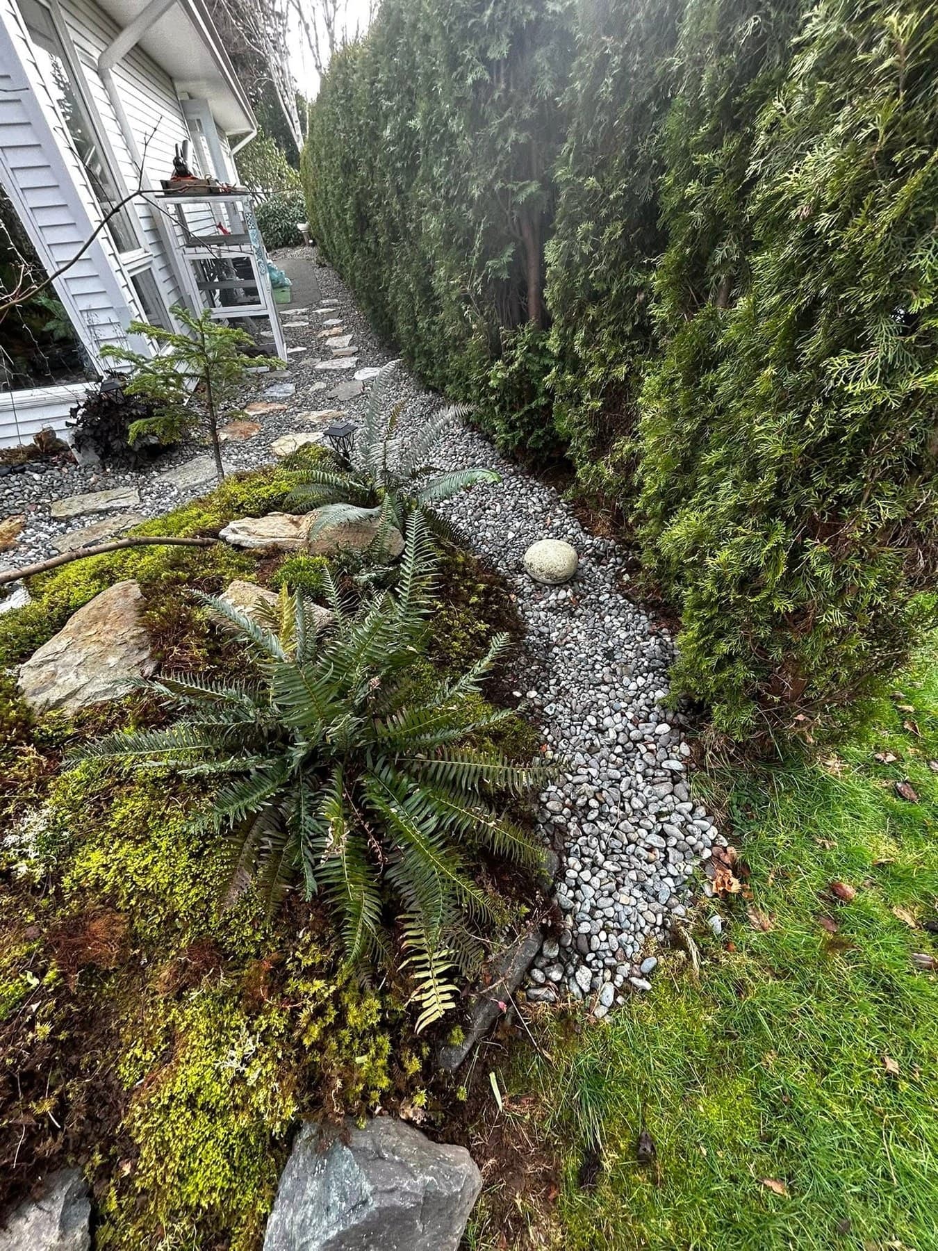 Side yard with moss, sword ferns, and a winding river-rock drainage strip