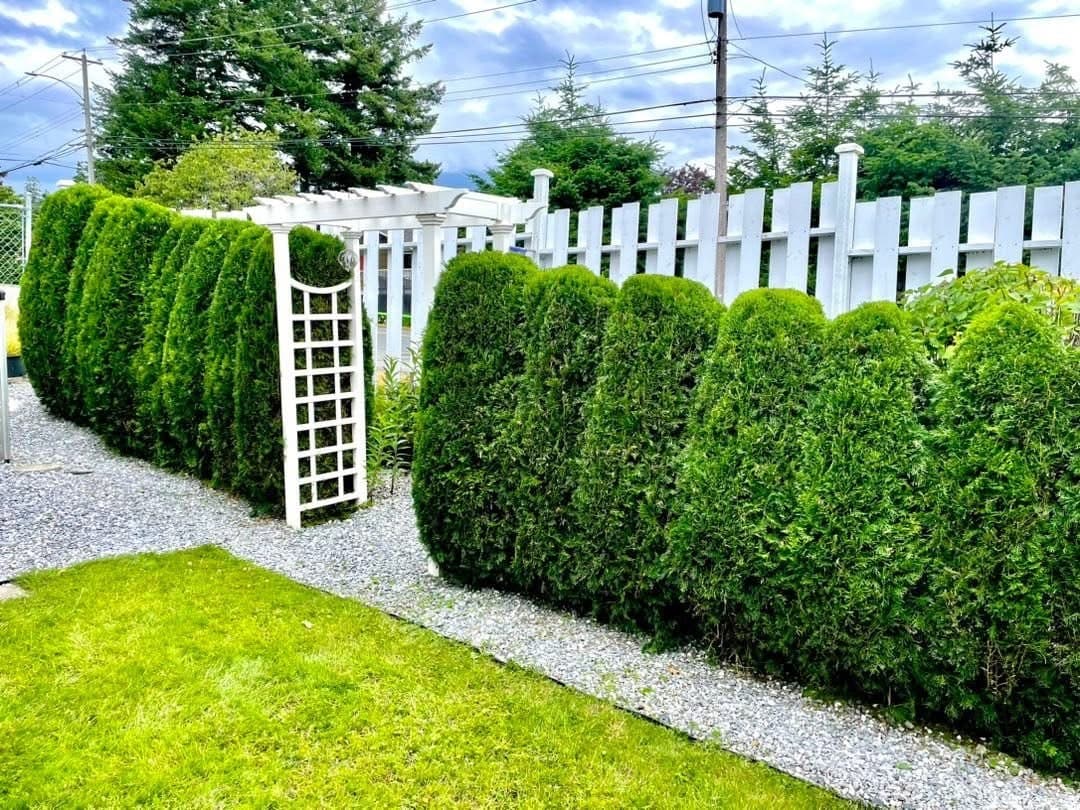 Row of pyramidal cedars with a white pergola gateway and gravel border
