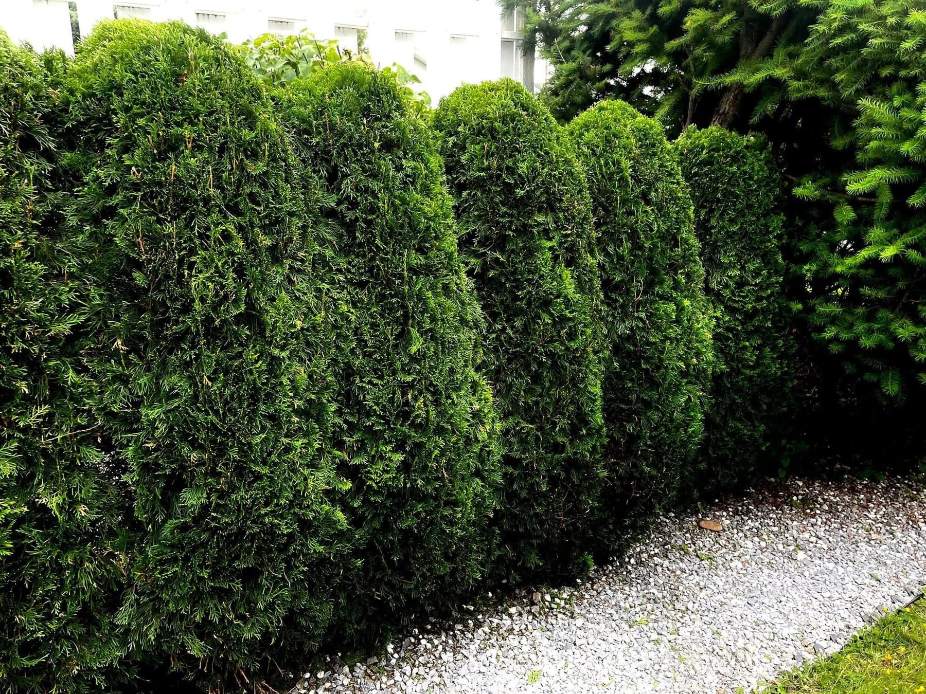 Mature cedar hedge cones with a white-stone gravel base