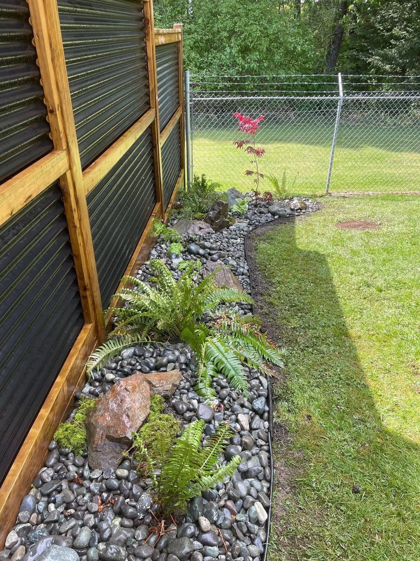 Modern wood and corrugated-metal privacy fence with river-rock bed, sword ferns, and Japanese maple