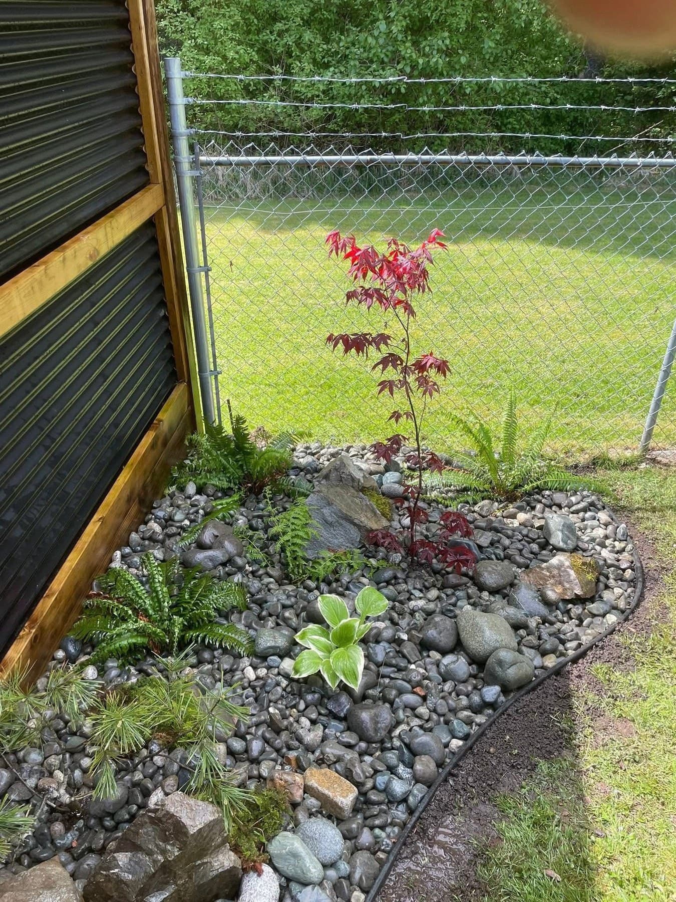 Small Japanese maple with hostas and ferns in a corner river-rock bed by a chain-link fence
