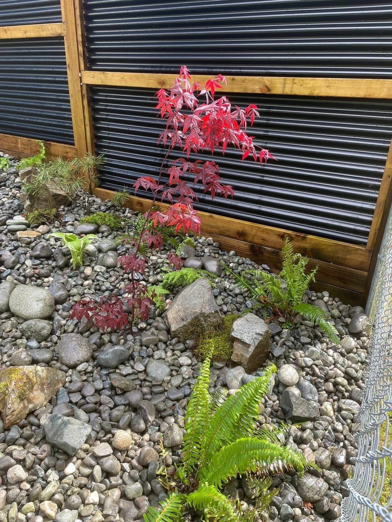 Red Japanese maple branches against a corrugated-metal fence with river-rock garden bed