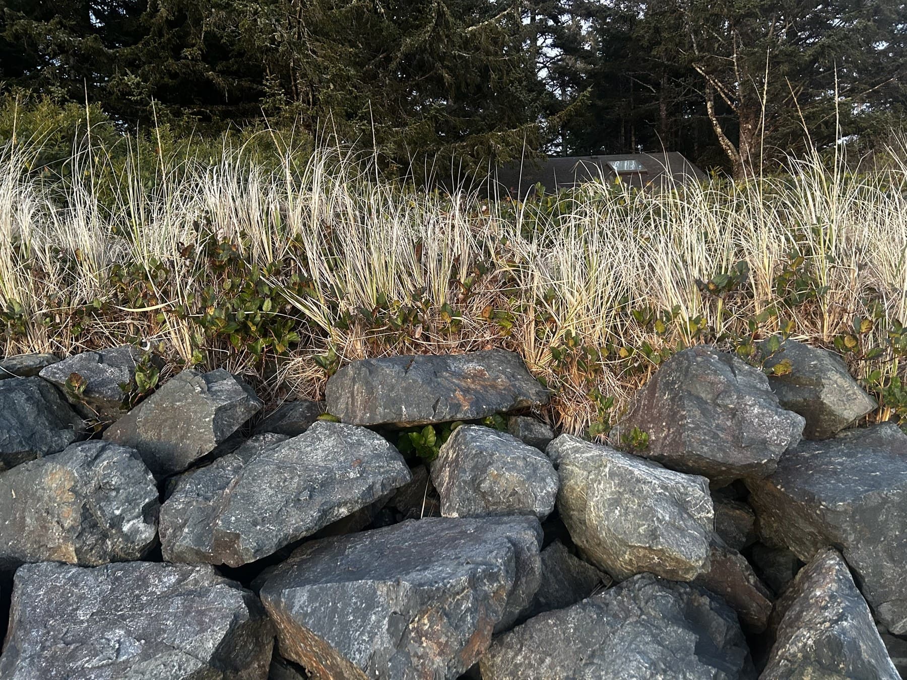 Coastal stone wall with dune grasses backlit at dawn