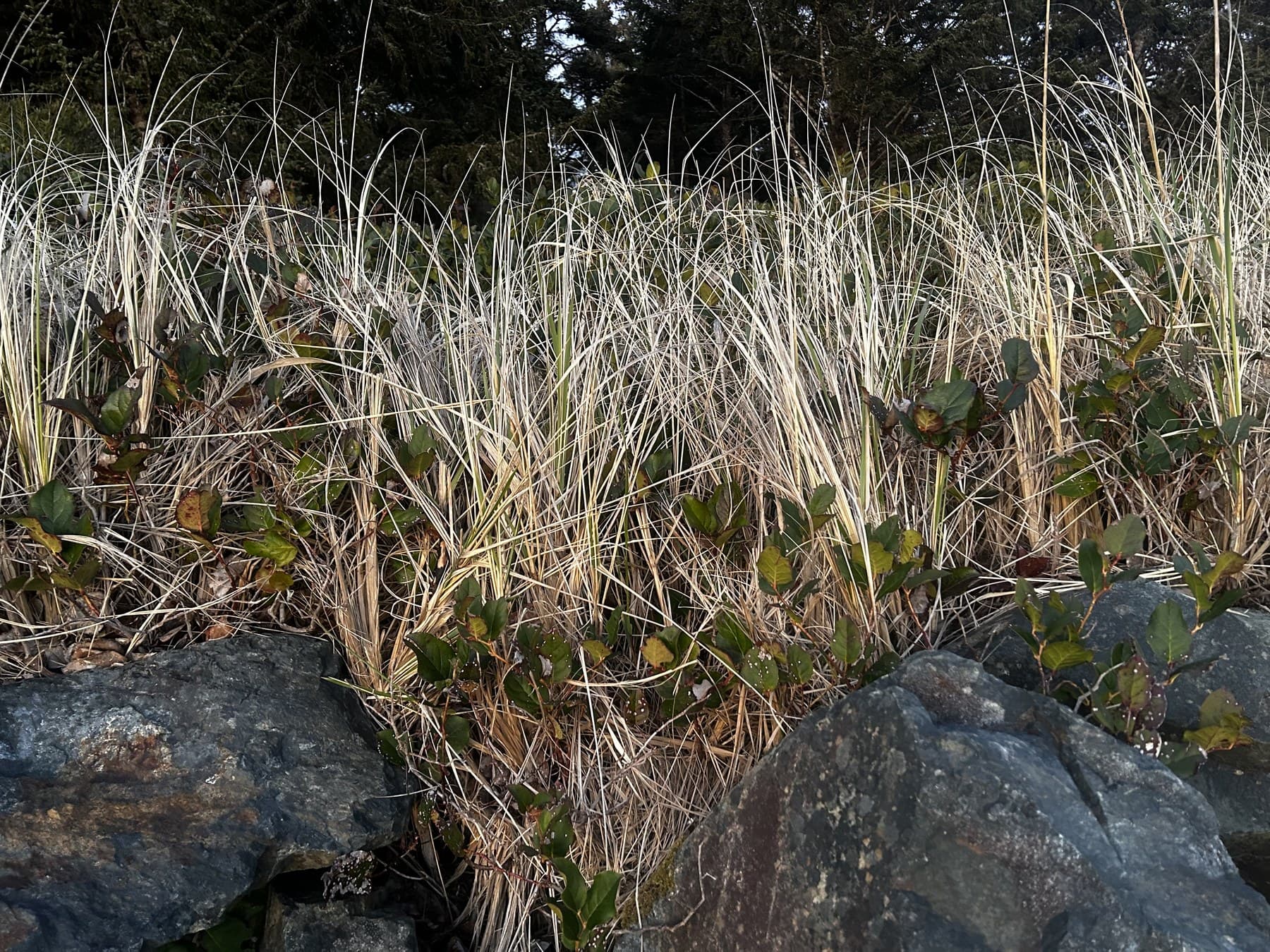 Native dune grasses cascading over coastal basalt boulders