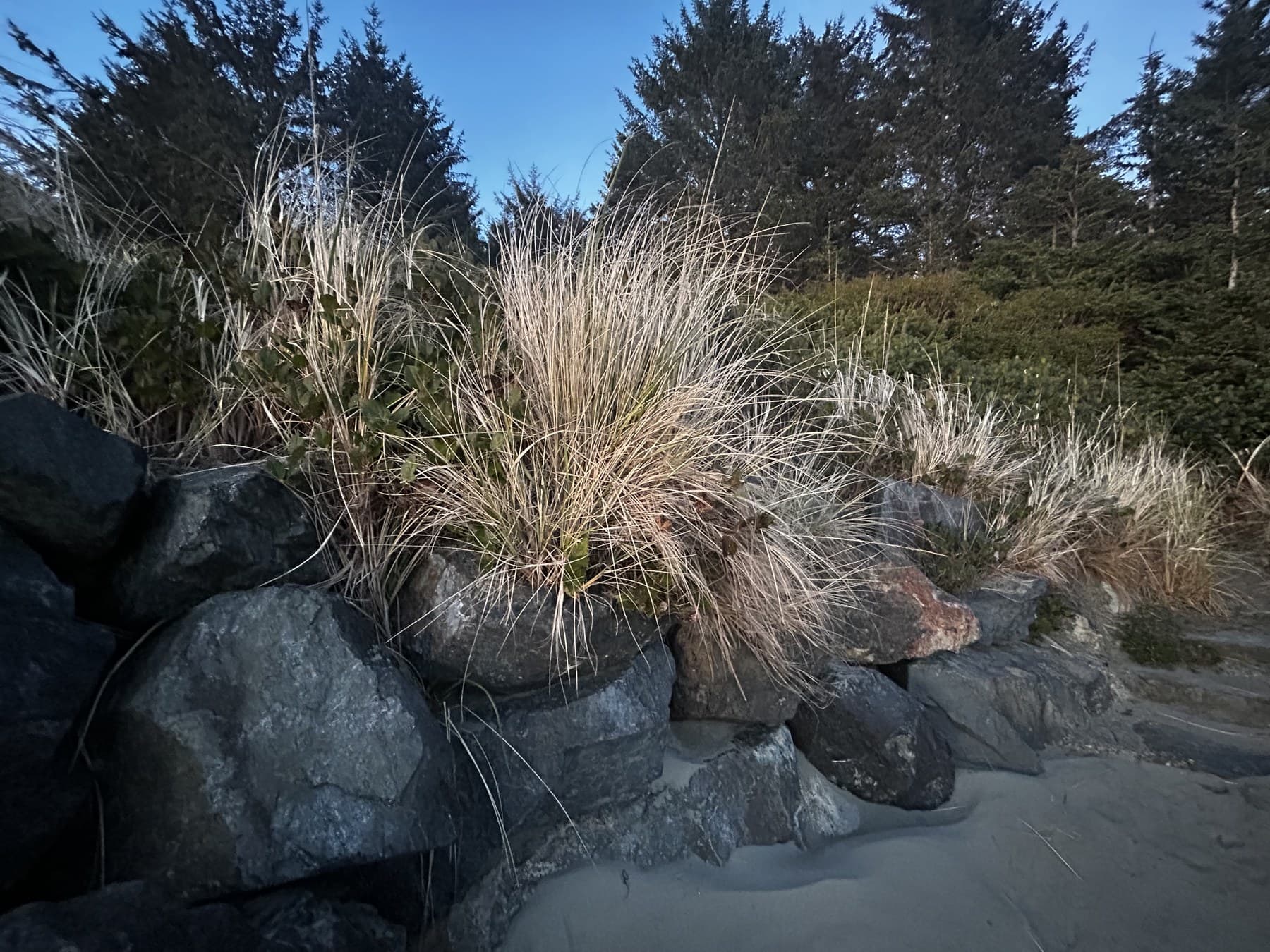 Tufts of dune grass between coastal stones and beach sand