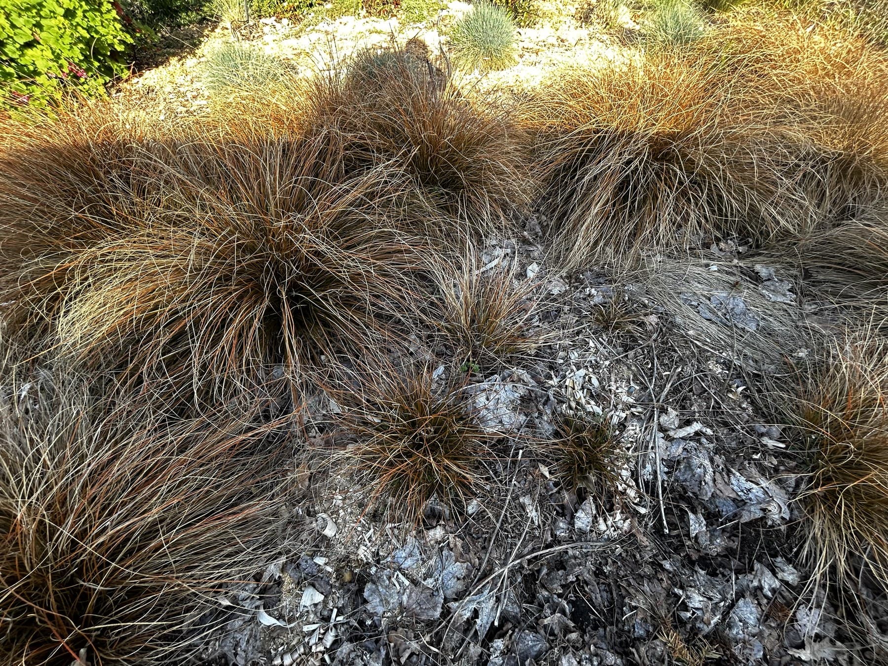 Sun-bleached grasses and stones in late autumn light
