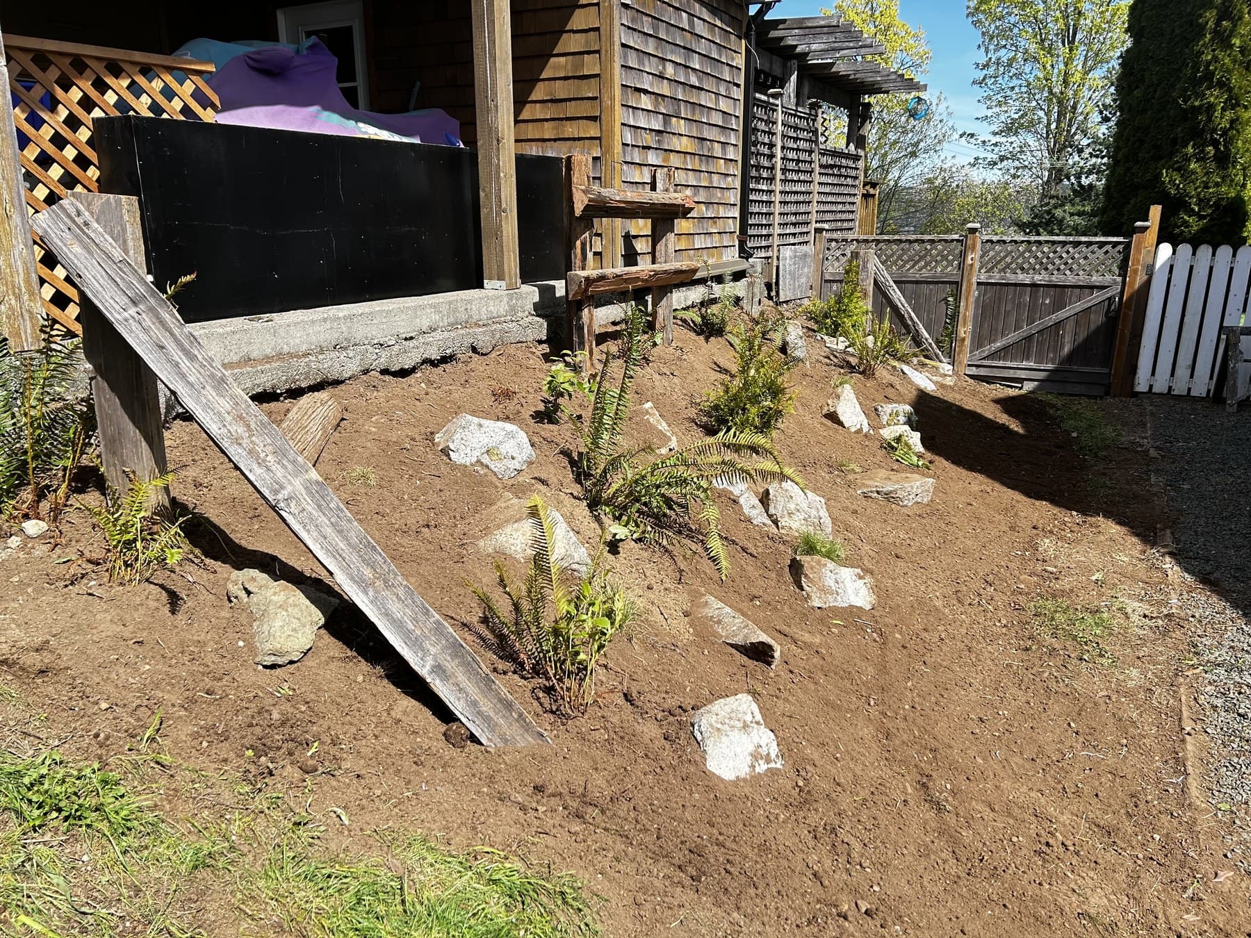 In-progress slope with placed boulders, starter shrubs, and a rake on the bed