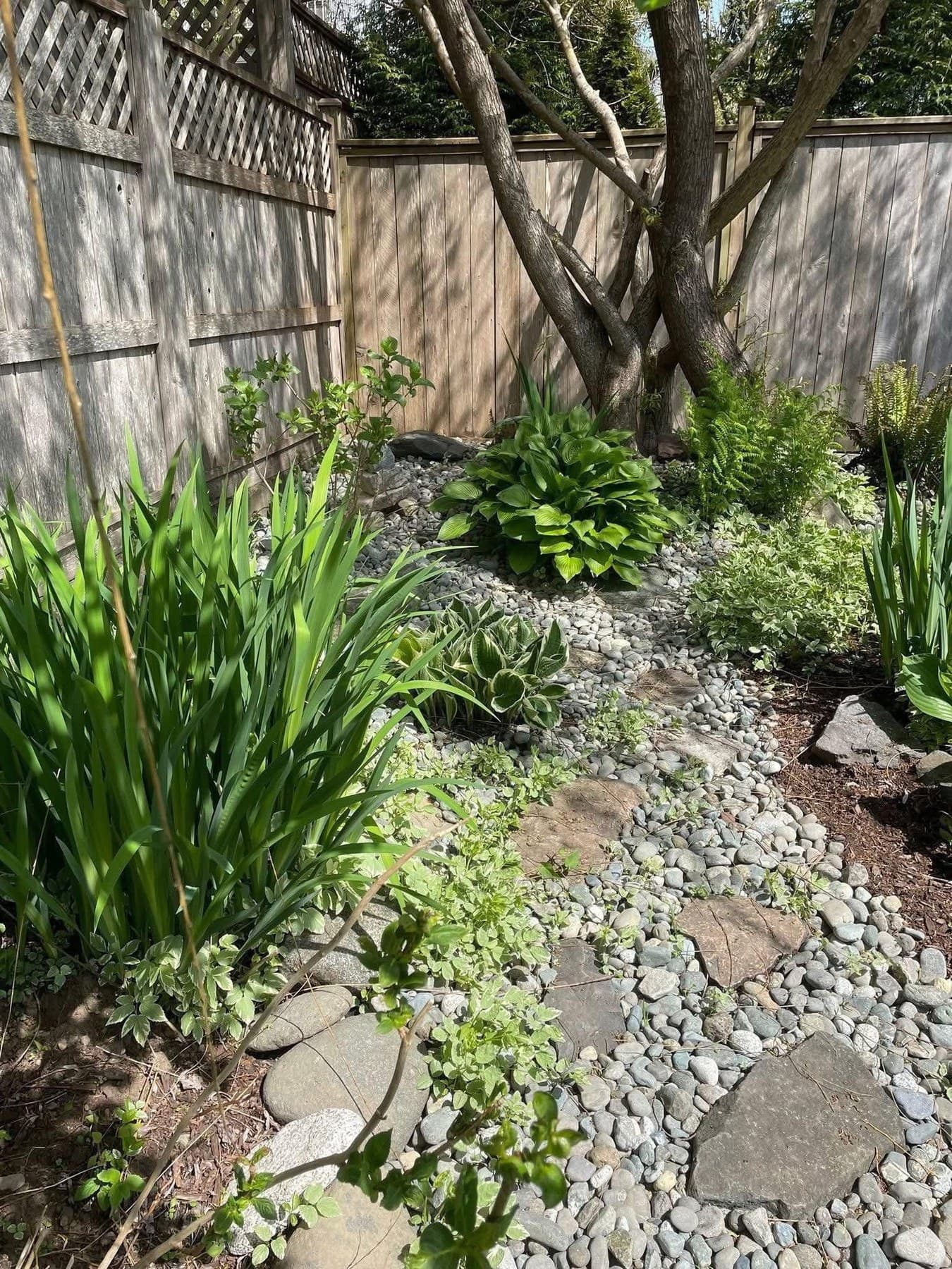 Side-yard zen with iris, hostas, ferns, river-rock dry creek and stepping-stone path