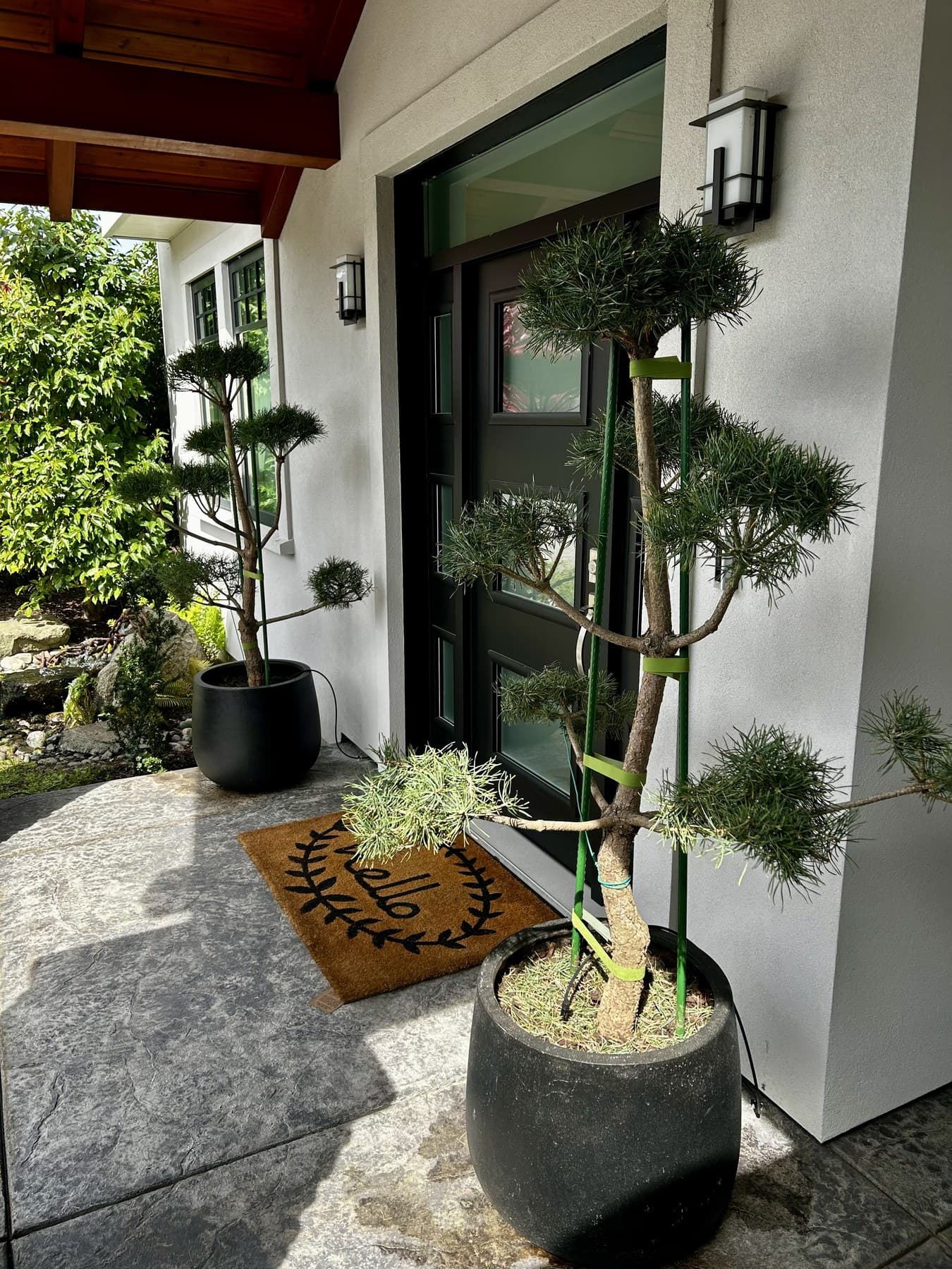 Modern black door entrance with twin topiaries from an angled view