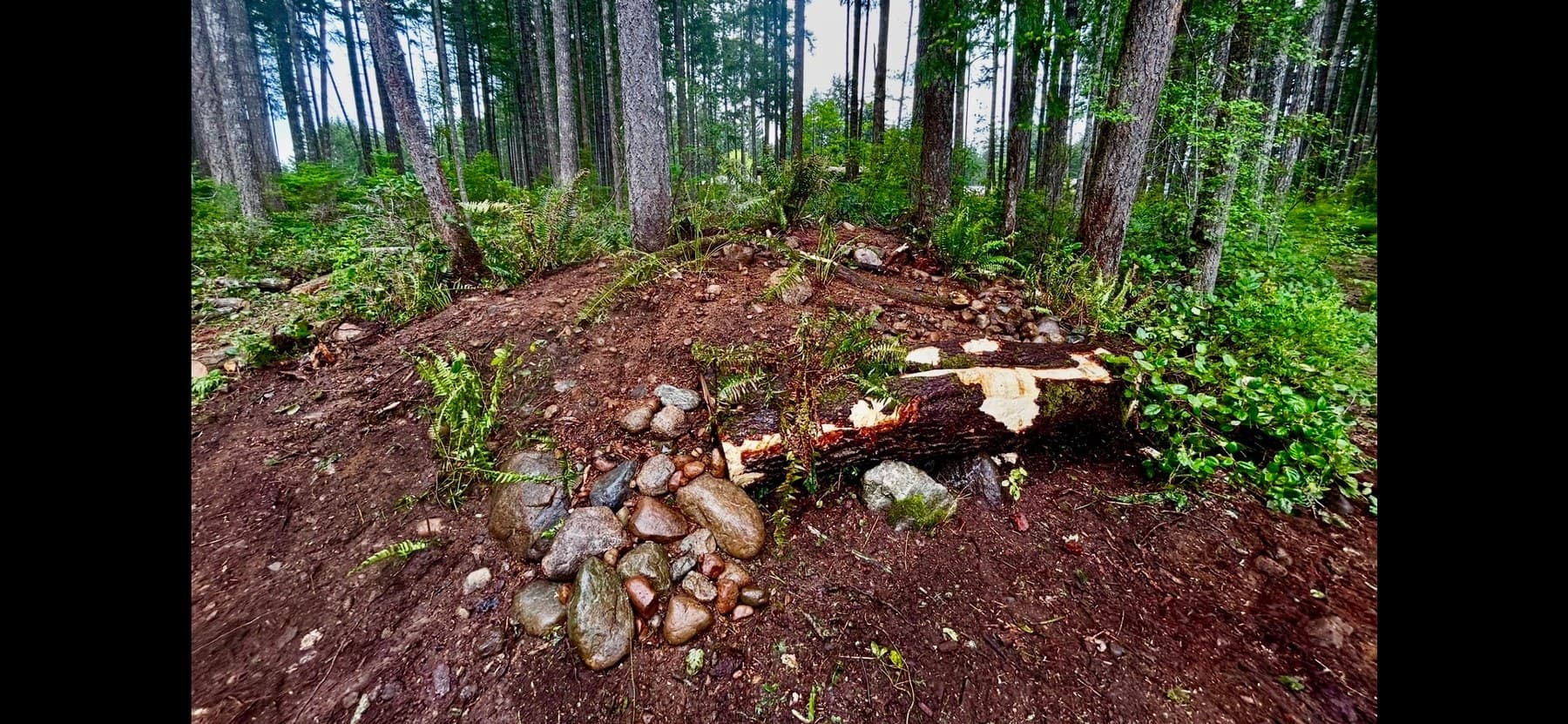 Forest clearing with cedar log and rough-graded soil during build
