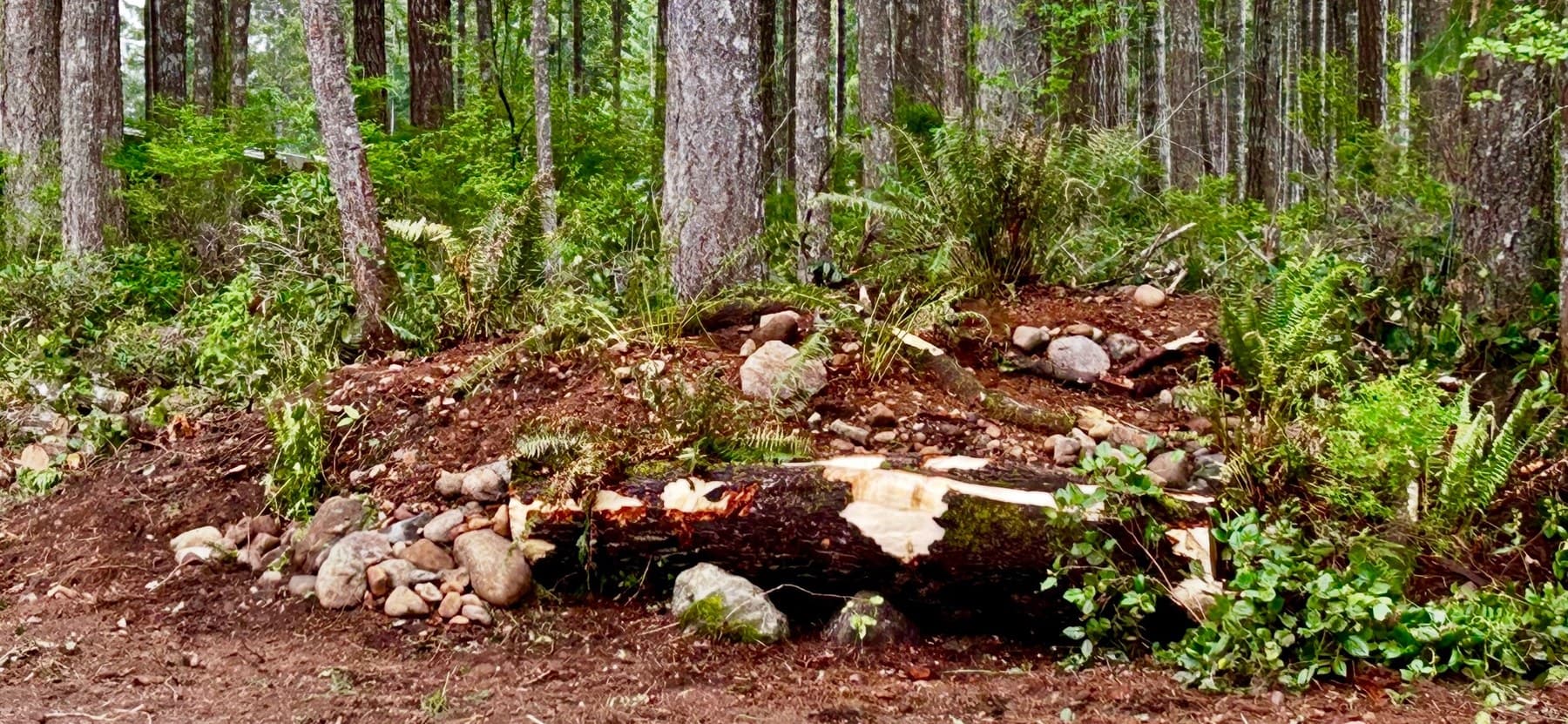 Cedar log section in a forest clearing surrounded by rough-graded soil