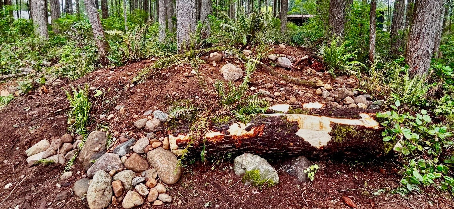 Forest clearing with stones and rough-graded soil at install start