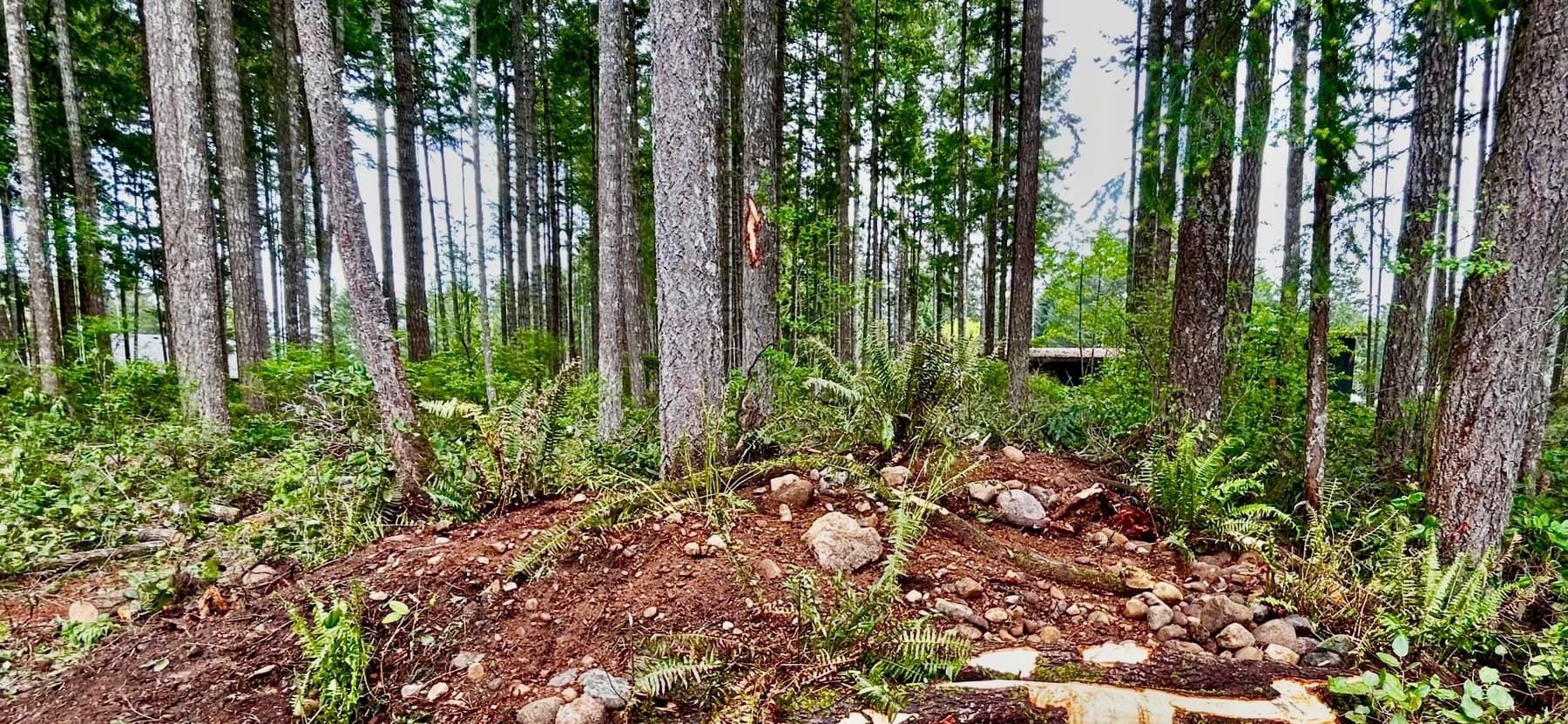 Forest clearing with starter shrubs and rough-graded soil
