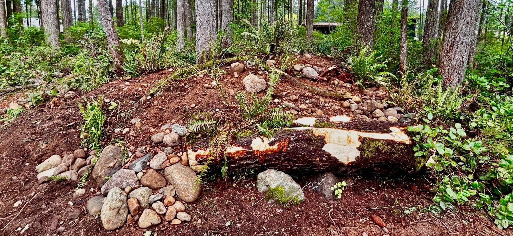 Forest log on freshly graded soil during build