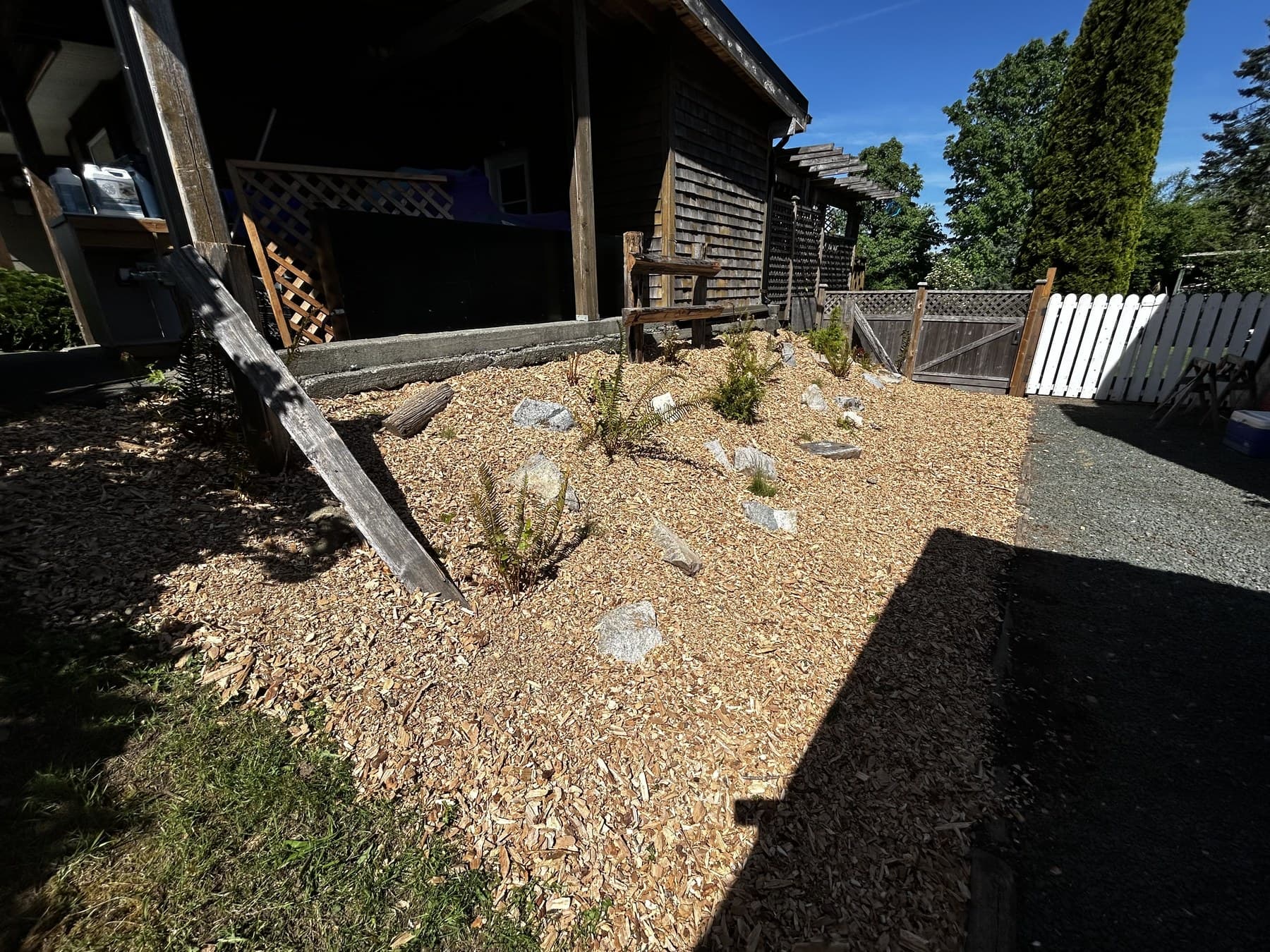 Bark-mulch bed with starter shrubs and stone accents against a cedar shed
