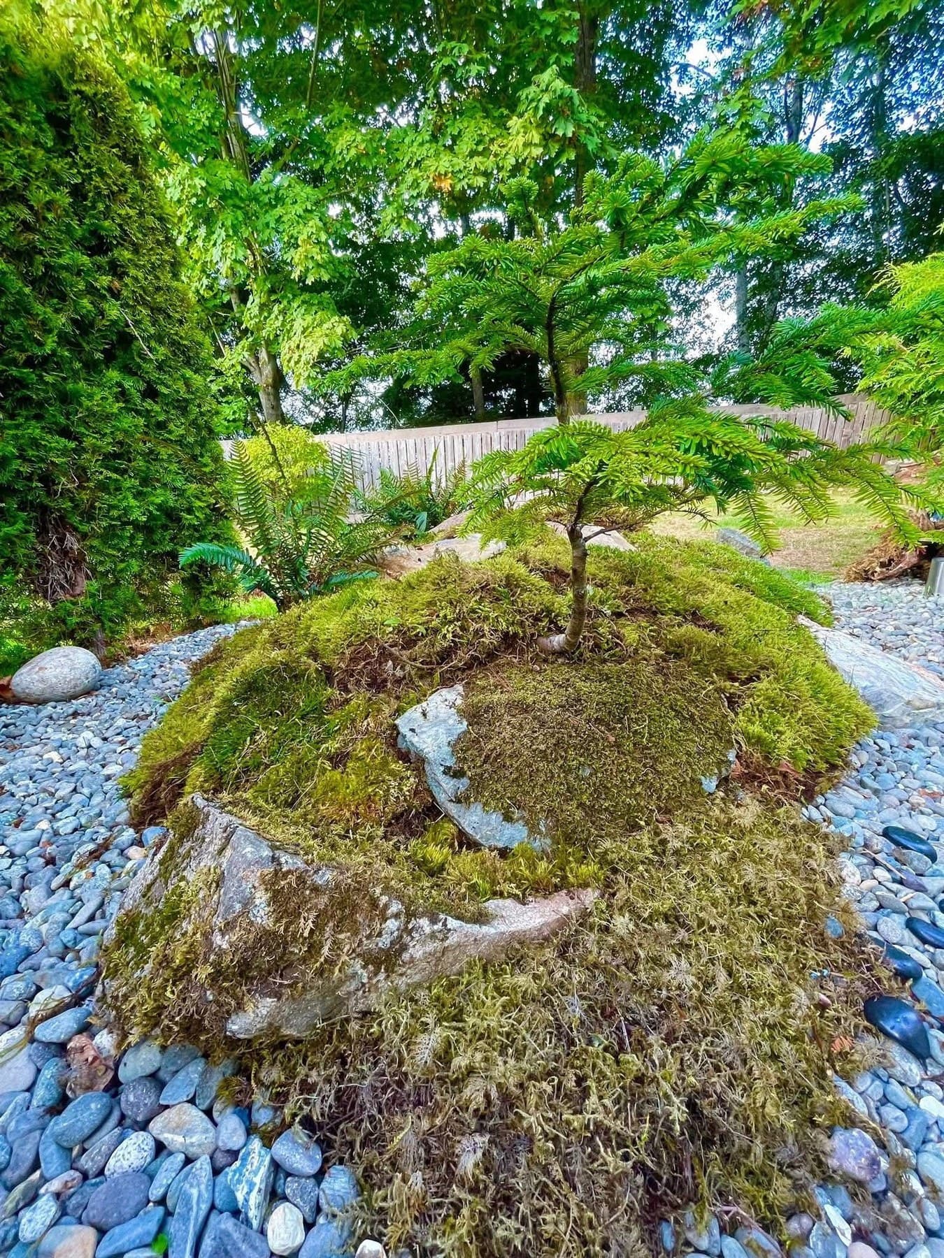 Moss-covered boulder cradling a young Japanese maple over a bed of round river stones